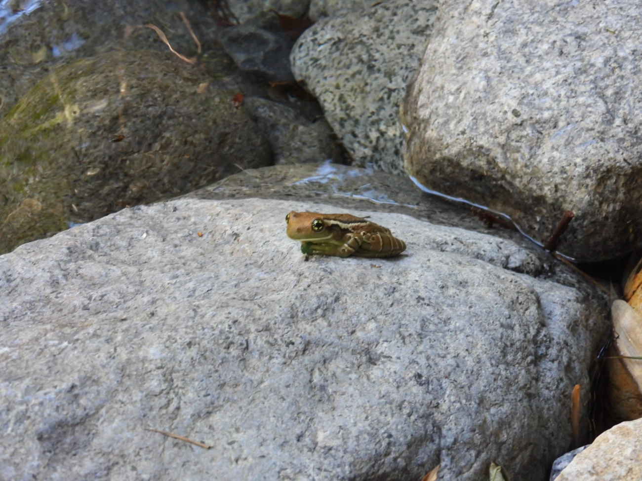 Perereca-de-olhos-dourados-do-Rio (Trachycephalus imitatrix), anfíbios, fotografado em Queluz