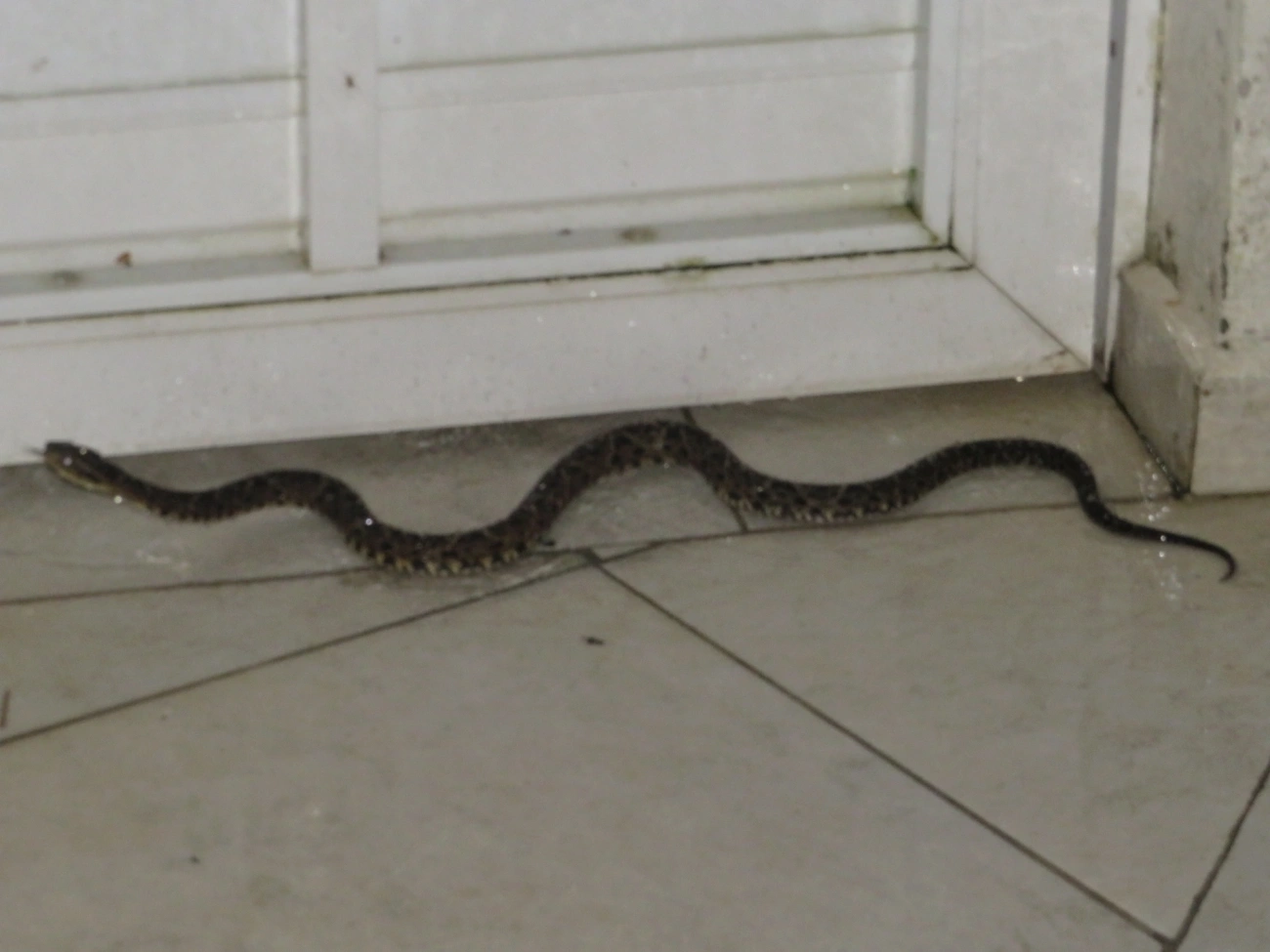 Jararacuçu (Bothrops jararacussu), répteis, fotografado em Maresias, São Sebastião