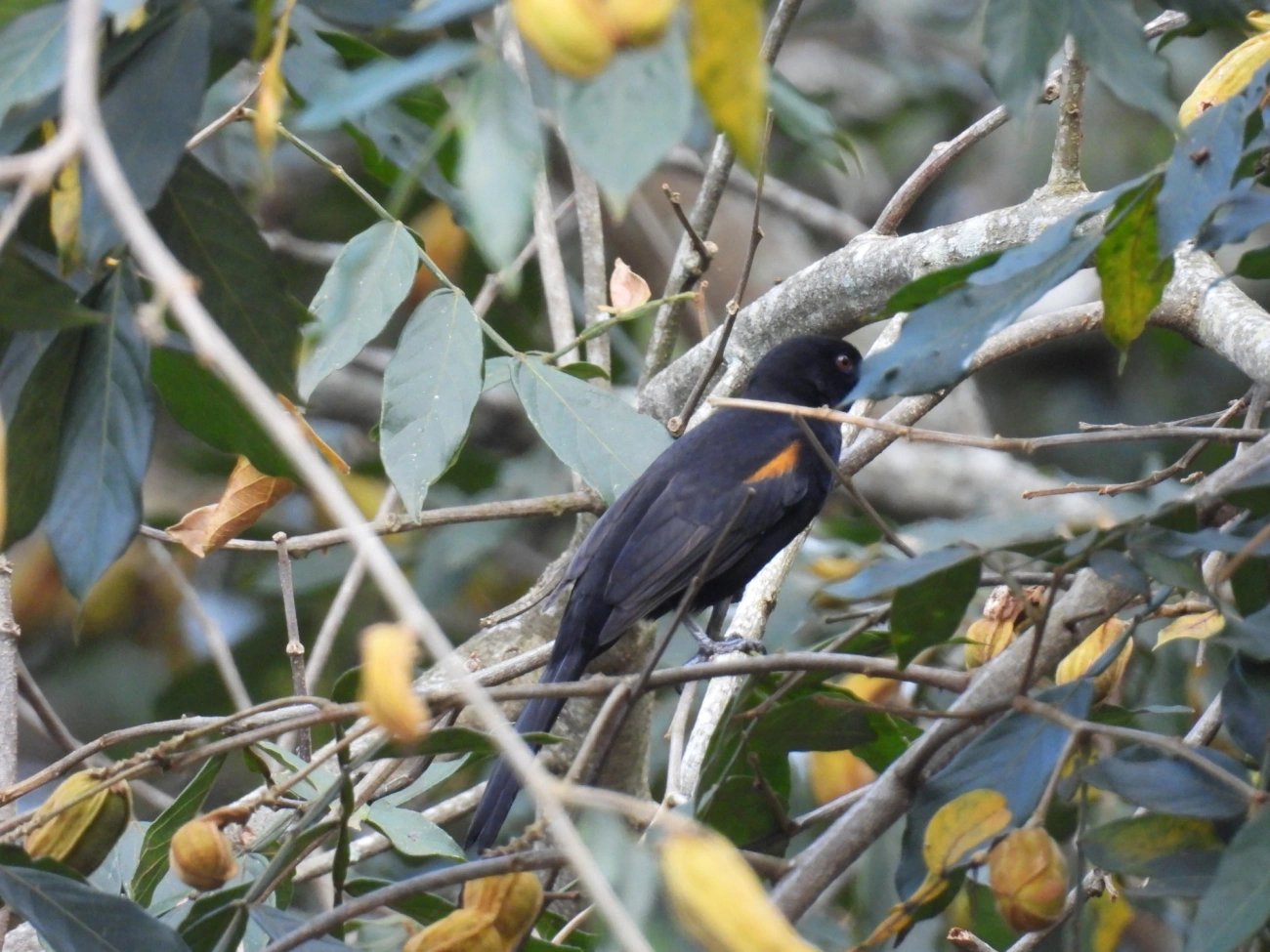 Encontro (Icterus pyrrhopterus), aves, fotografado em Cabreúva