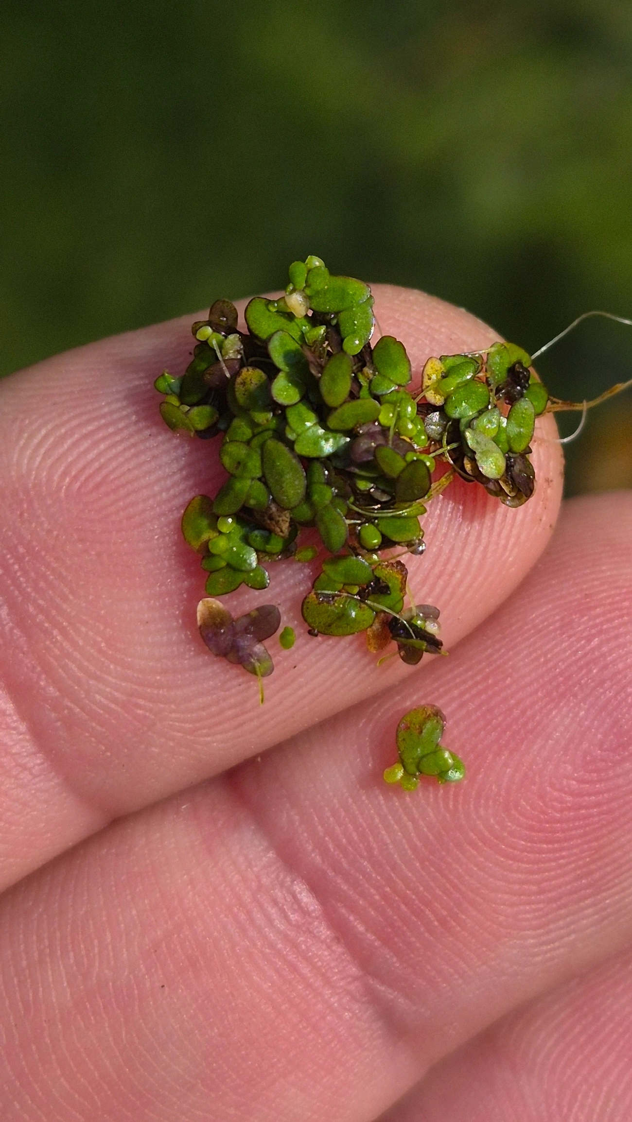 Lentilha-d'água (Landoltia punctata), plantas, fotografado em Maresias, São Sebastião