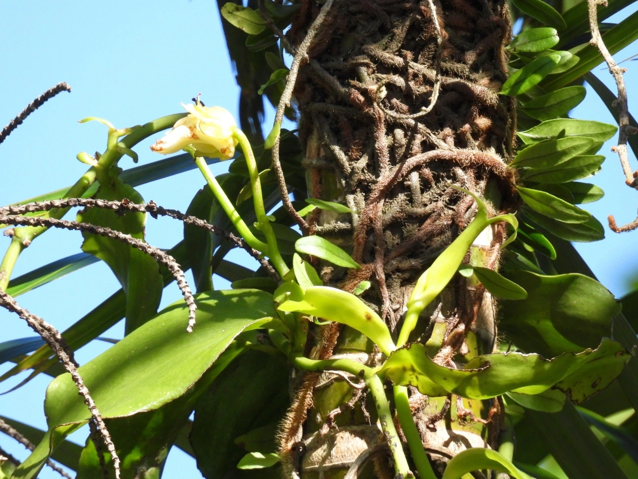 Baunilha (Vanilla arcuata), plantas, fotografado em Maresias, São Sebastião