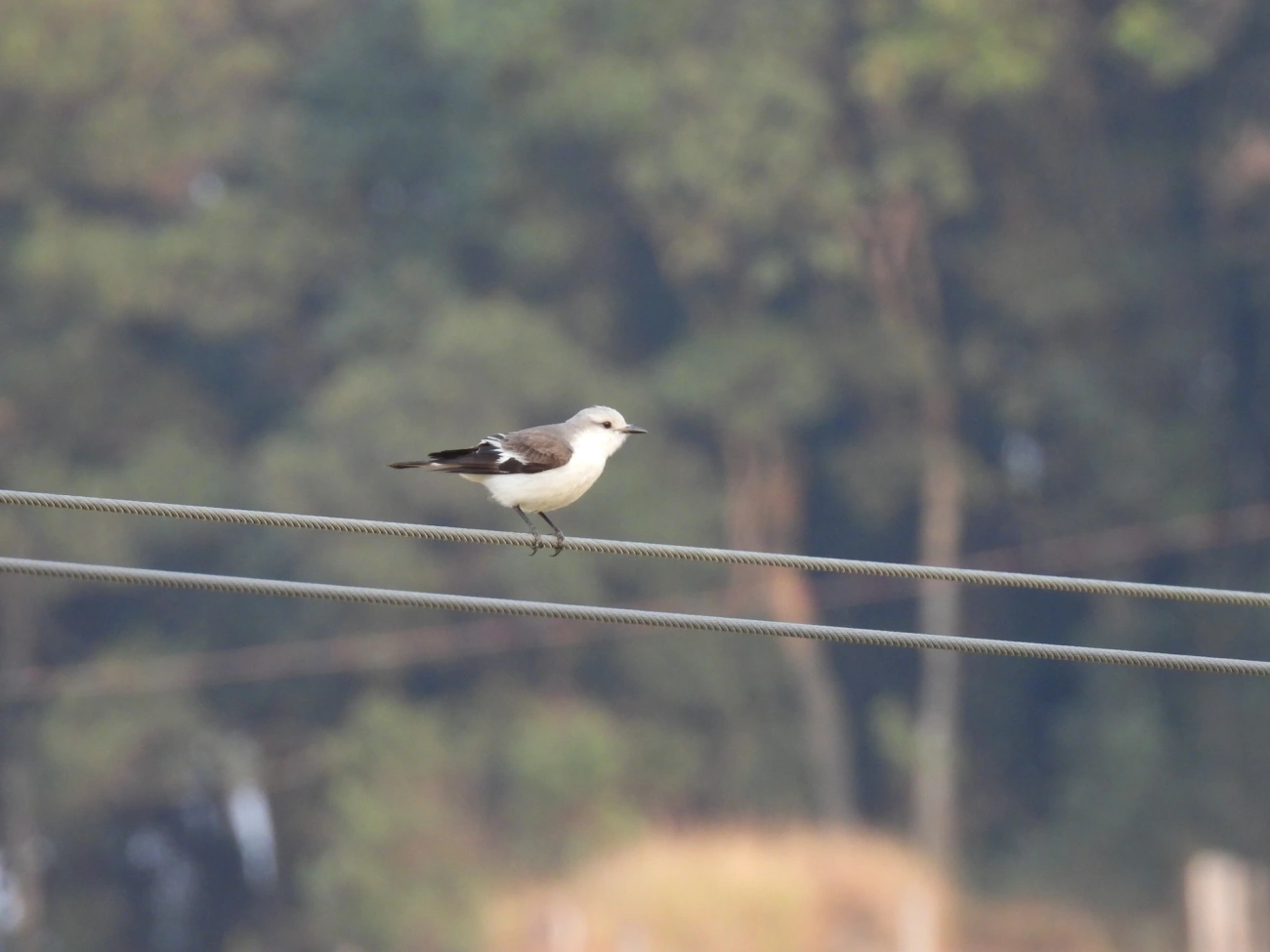 Noivinha-Branca (Xolmis velatus), aves, fotografado em Socorro