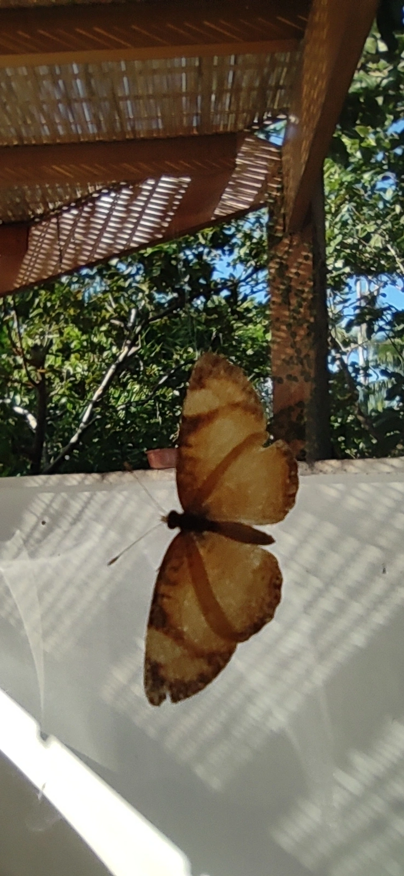 Tegosa, insetos, fotografado em Maresias, São Sebastião