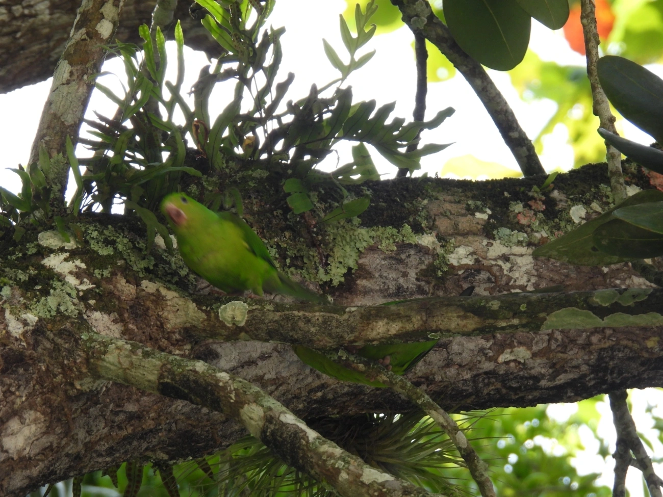 Periquito-rico (Brotogeris tirica), aves, fotografado em Domingas Dias, Ubatuba
