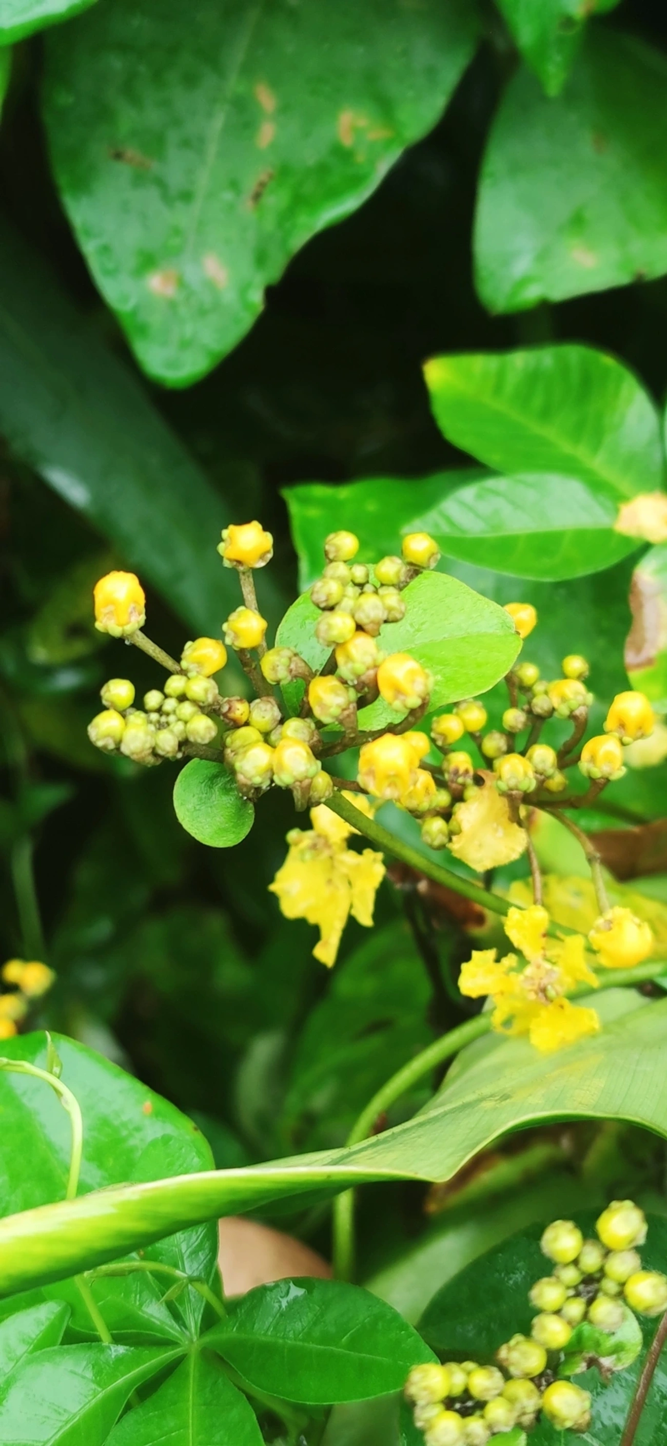 Stigmaphyllon, plantas, fotografado em Maresias, São Sebastião