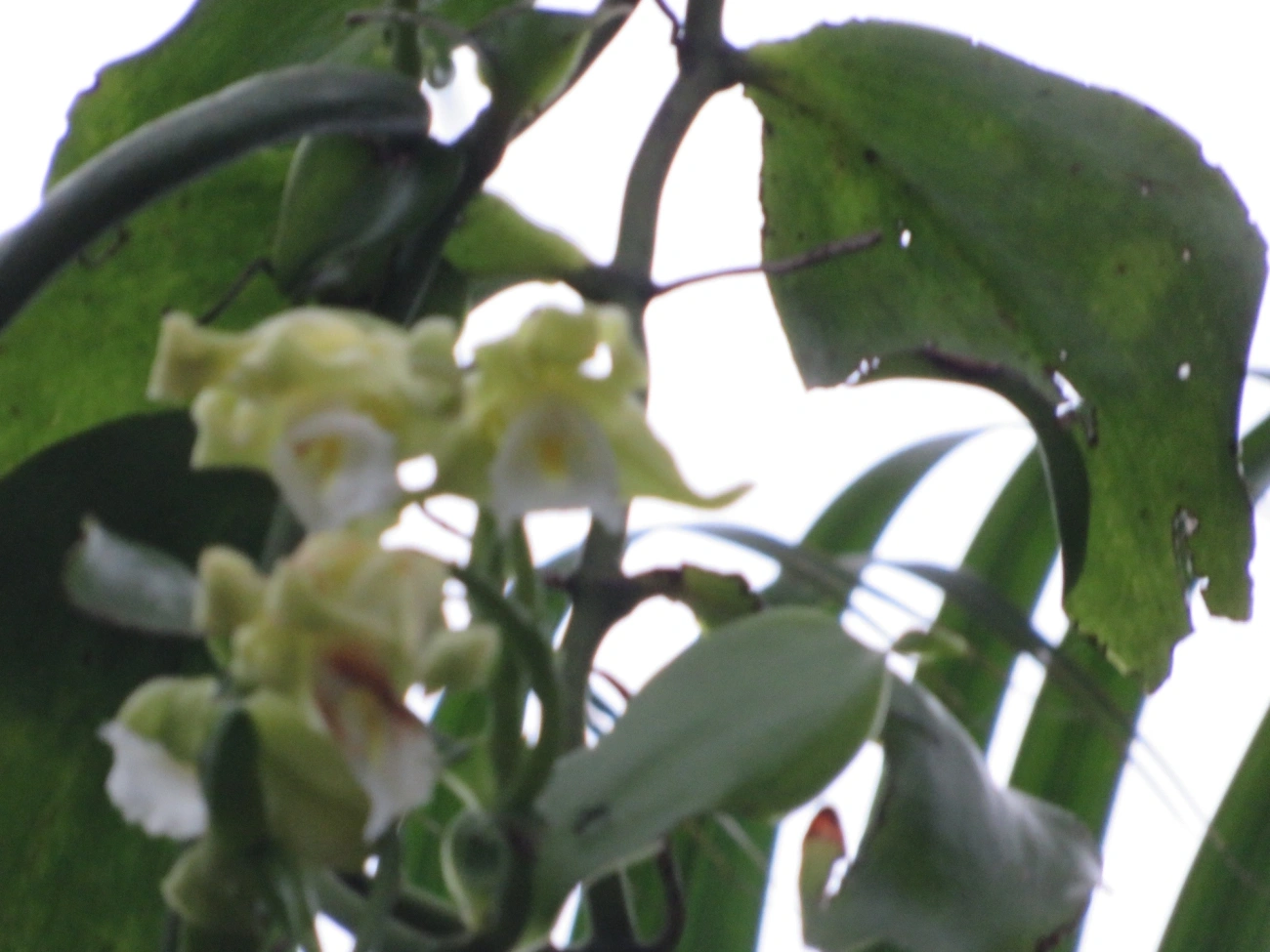 Baunilha (Vanilla arcuata), plantas, fotografado em Maresias, São Sebastião