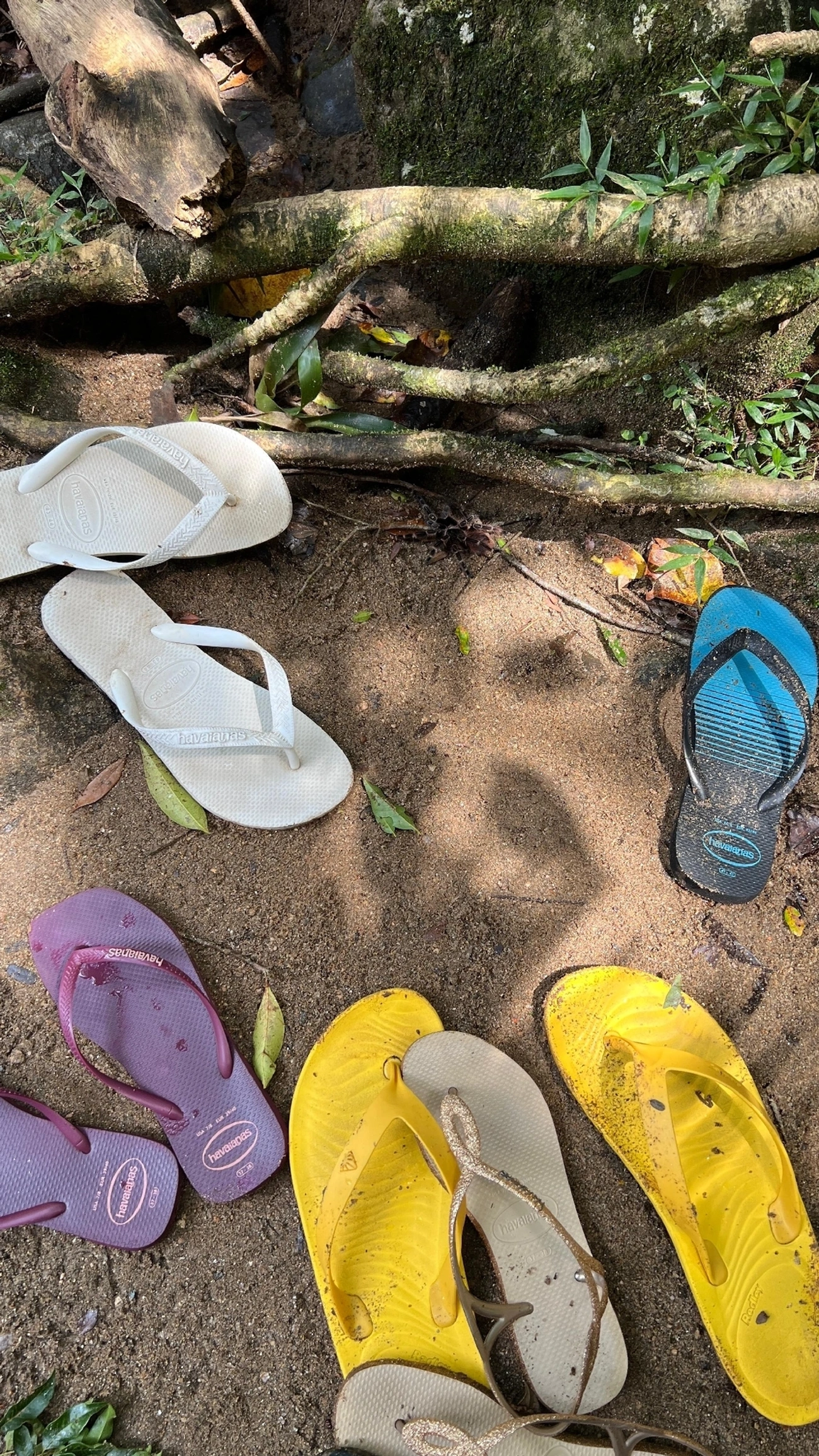 Caranguejeira (Tekoapora wacketi), aracnídeos, fotografado em São Sebastião