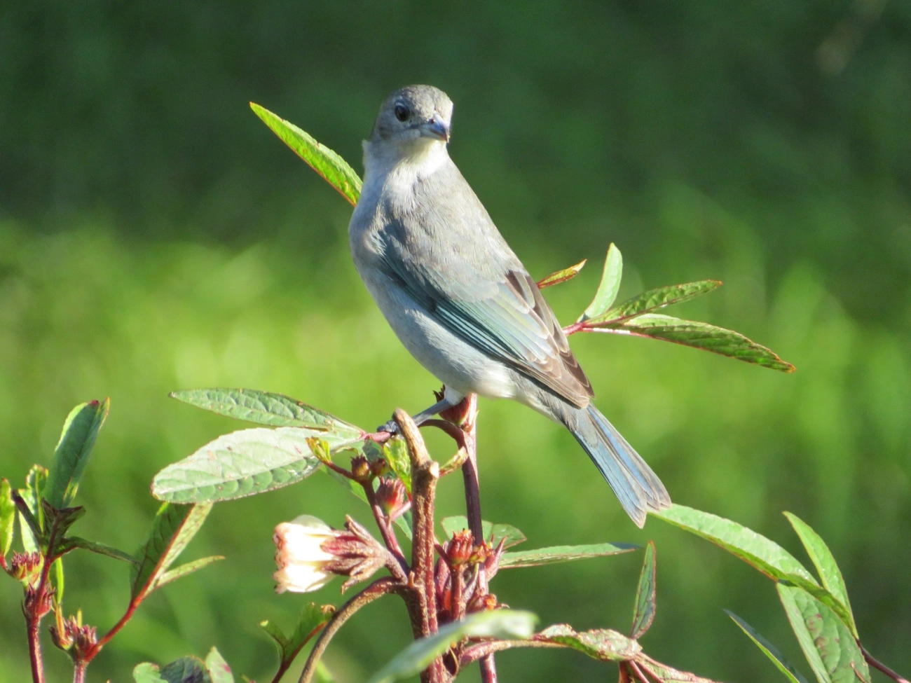Sanhaço-cinzento (Thraupis sayaca), aves, fotografado em Maresias, São Sebastião