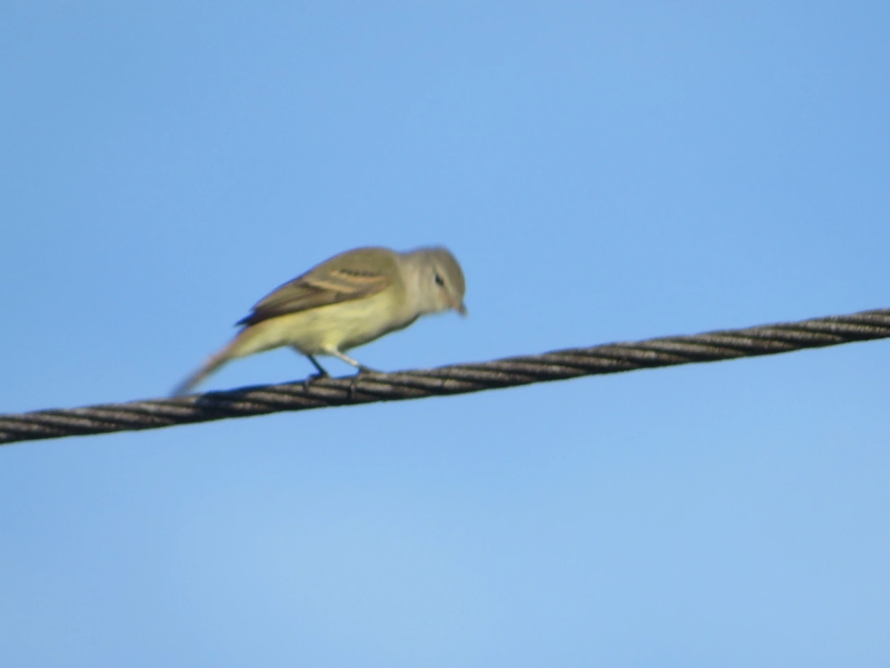 Risadinha (Camptostoma obsoletum), aves, fotografado em Maresias, São Sebastião