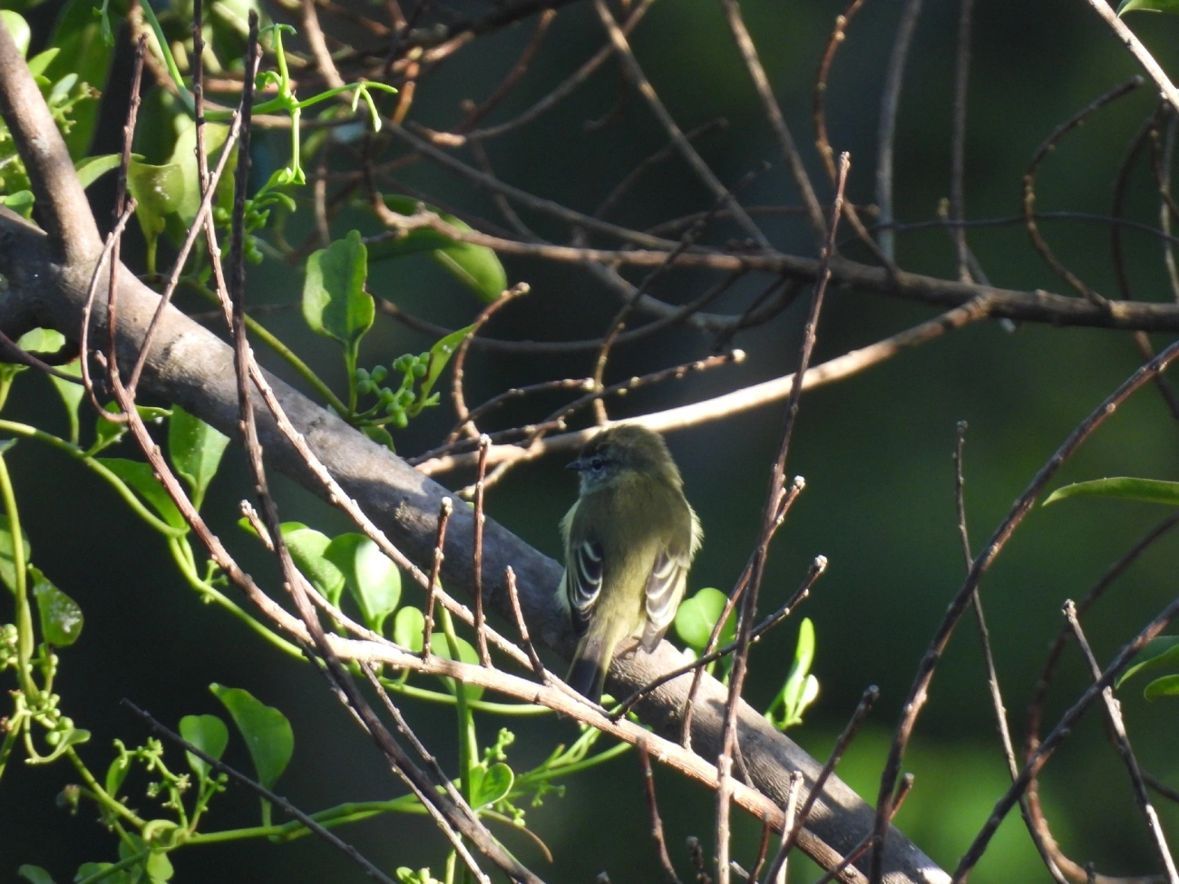 Piolhinho (Phyllomyias fasciatus), aves, fotografado em Engenheiro Passos