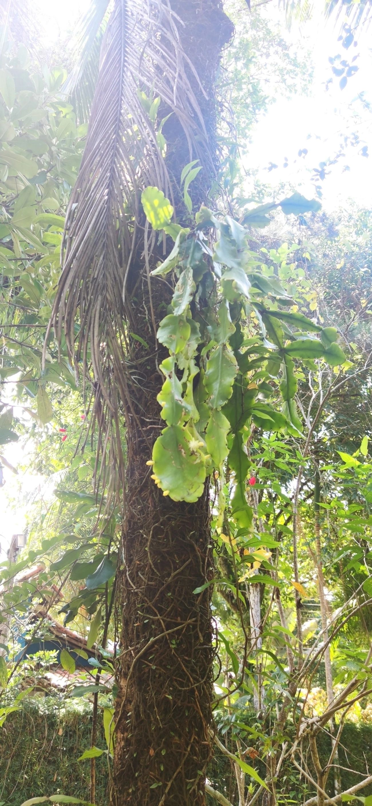 Ripsális (Rhipsalis pachyptera), plantas, fotografado em São Sebastião