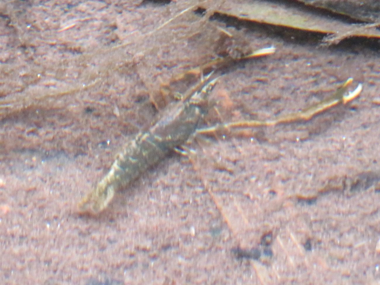 Camarão-de-água-doce (Macrobrachium potiuna), crustáceos, fotografado em Maresias, São Sebastião