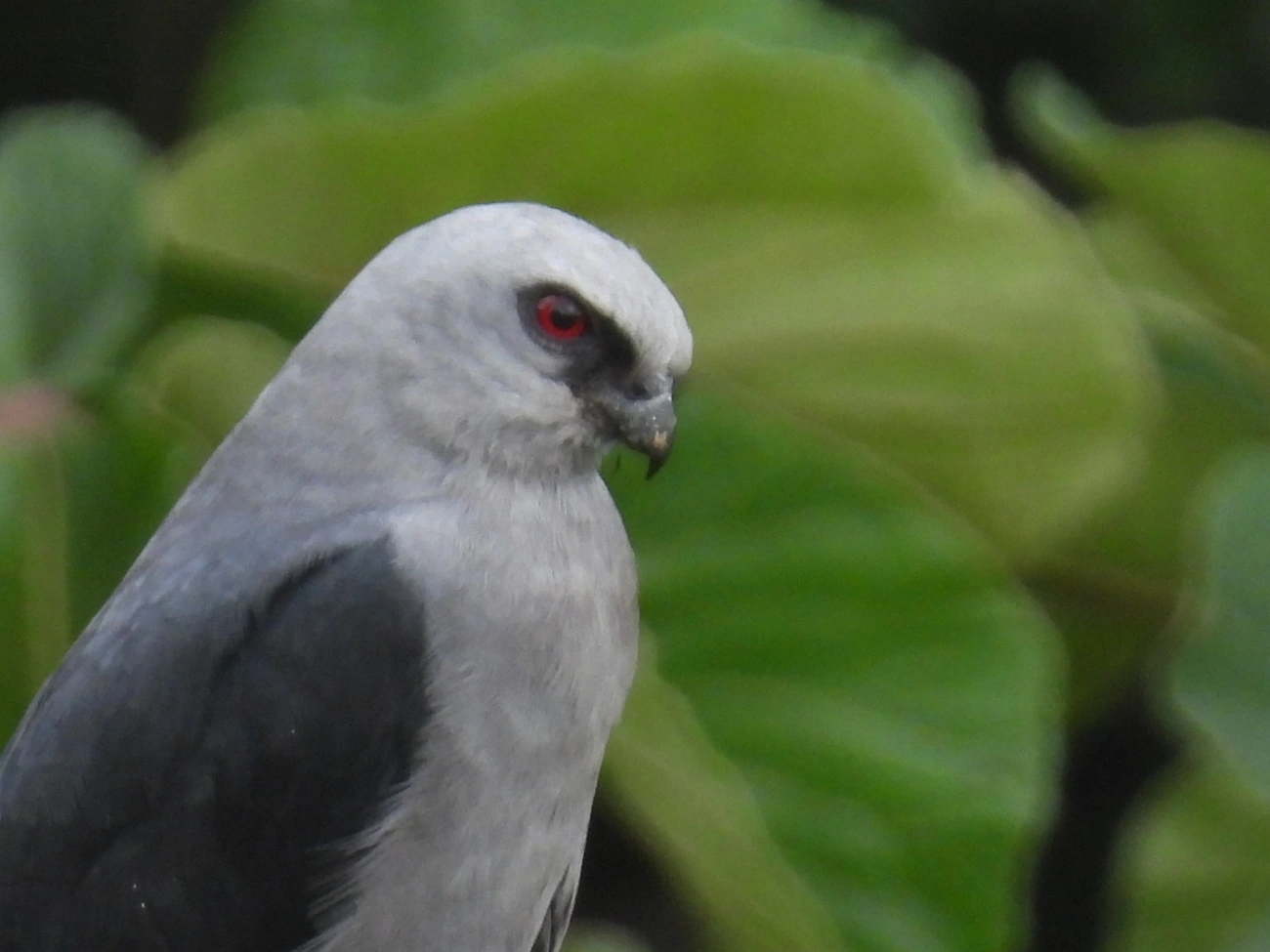 Sovi (Ictinia plumbea), aves, fotografado em Guarulhos