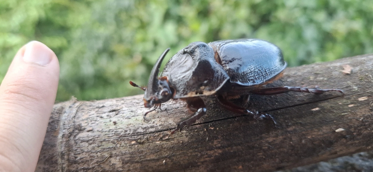 Besouro-rinoceronte (Enema pan), insetos, fotografado em Borrifos, Ilhabela