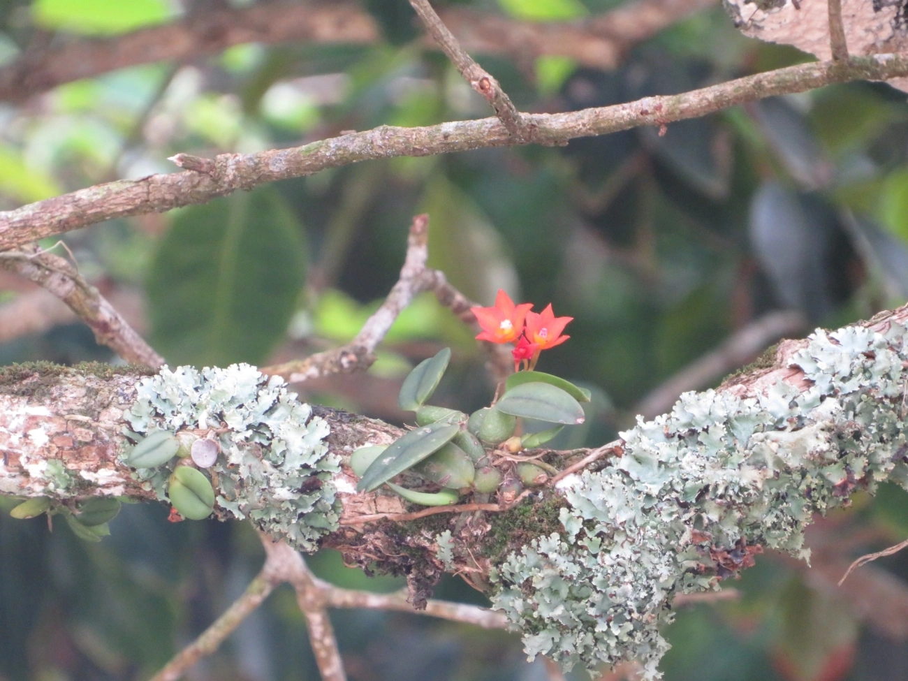 Catleia-cernua (Cattleya cernua), plantas, fotografado em Maresias, São Sebastião