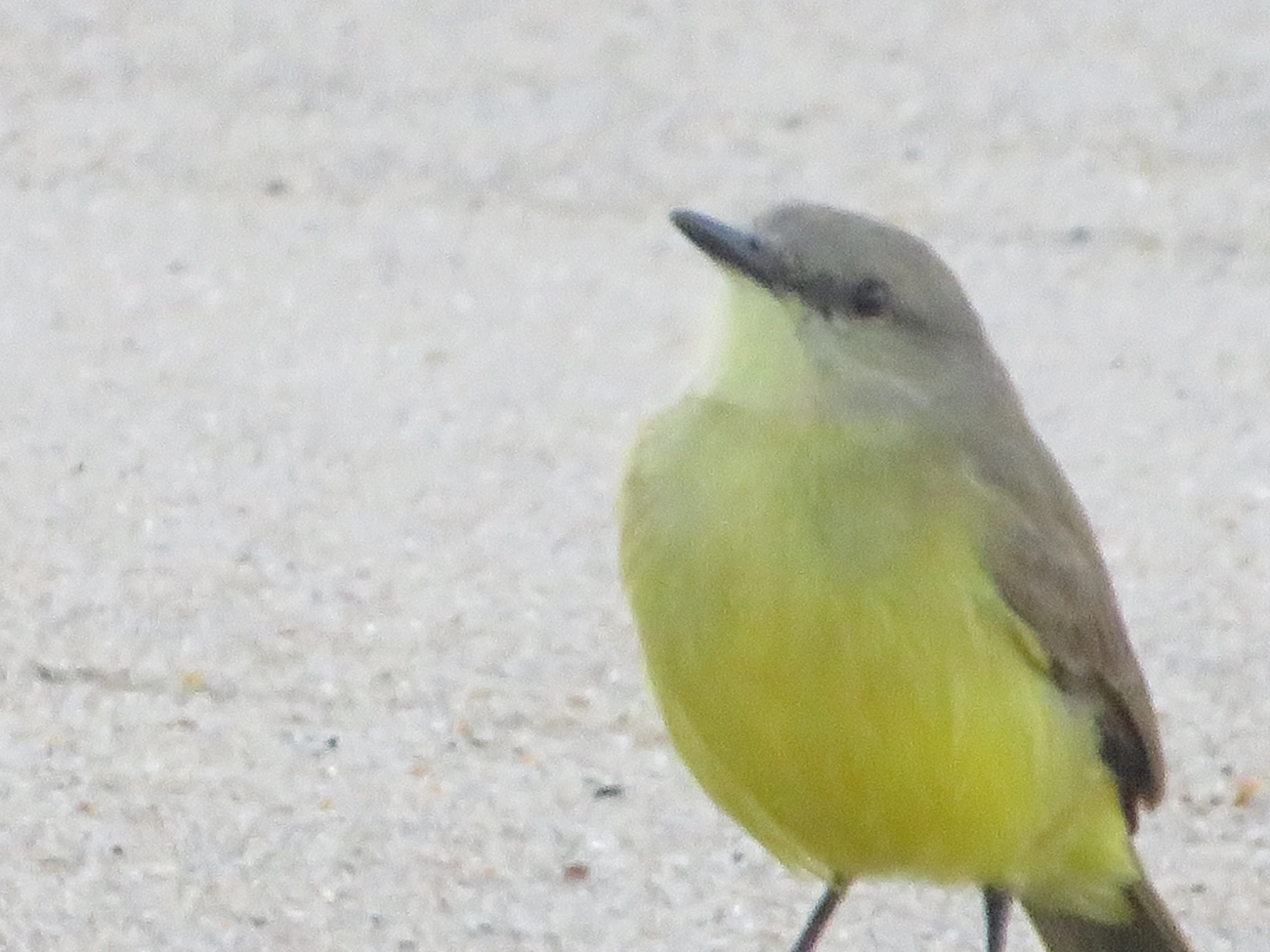 Suiriri-cavaleiro (Machetornis rixosa), aves, fotografado em Maresias, São Sebastião