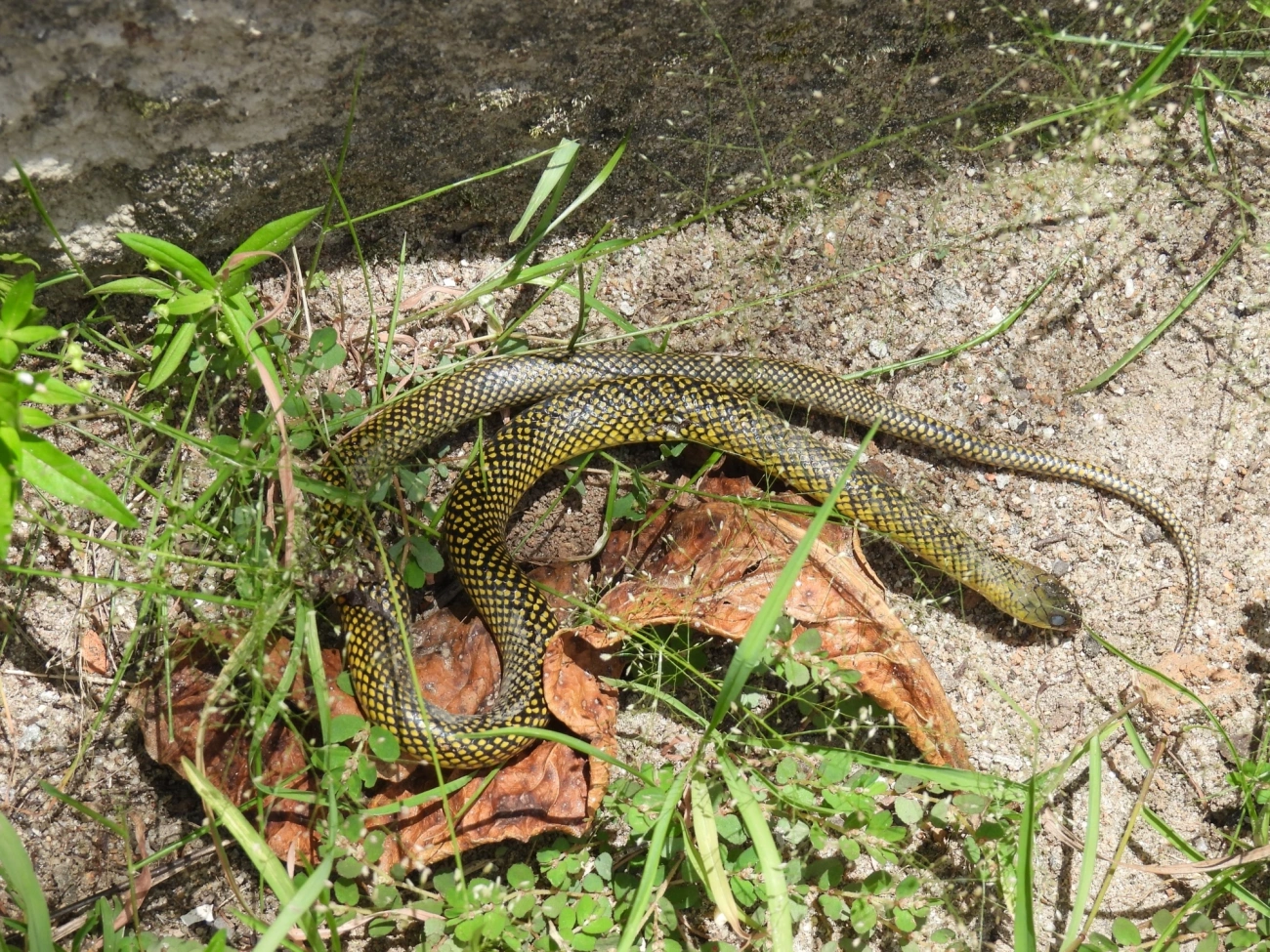 Cobra-d’água-comum (Erythrolamprus miliaris), répteis, fotografado em Maresias, São Sebastião