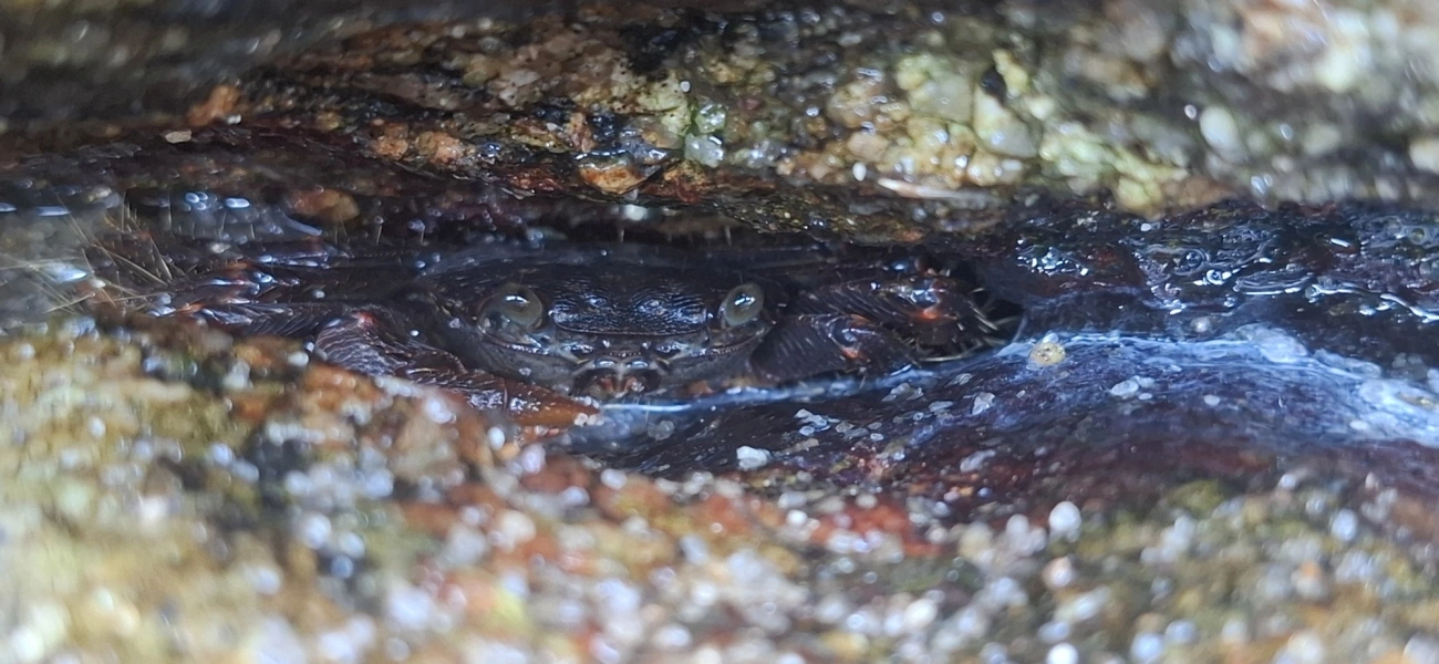 Caranguejo-verde (Pachygrapsus transversus), crustáceos, fotografado em Toque-Toque Grande, São Sebastião