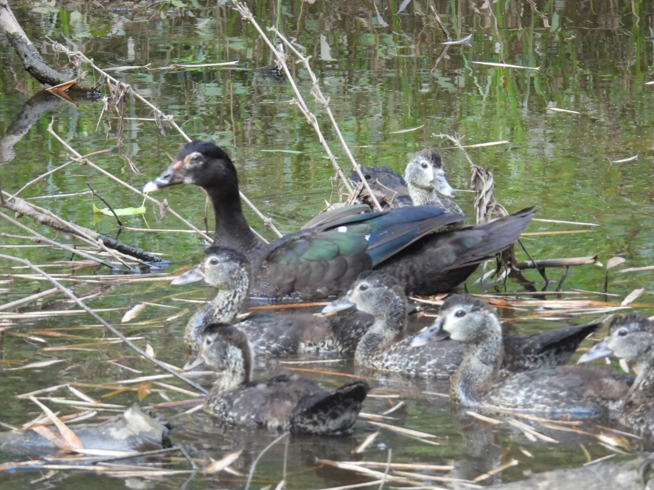 Pato-do-mato (Cairina moschata), aves, fotografado em Cabreúva
