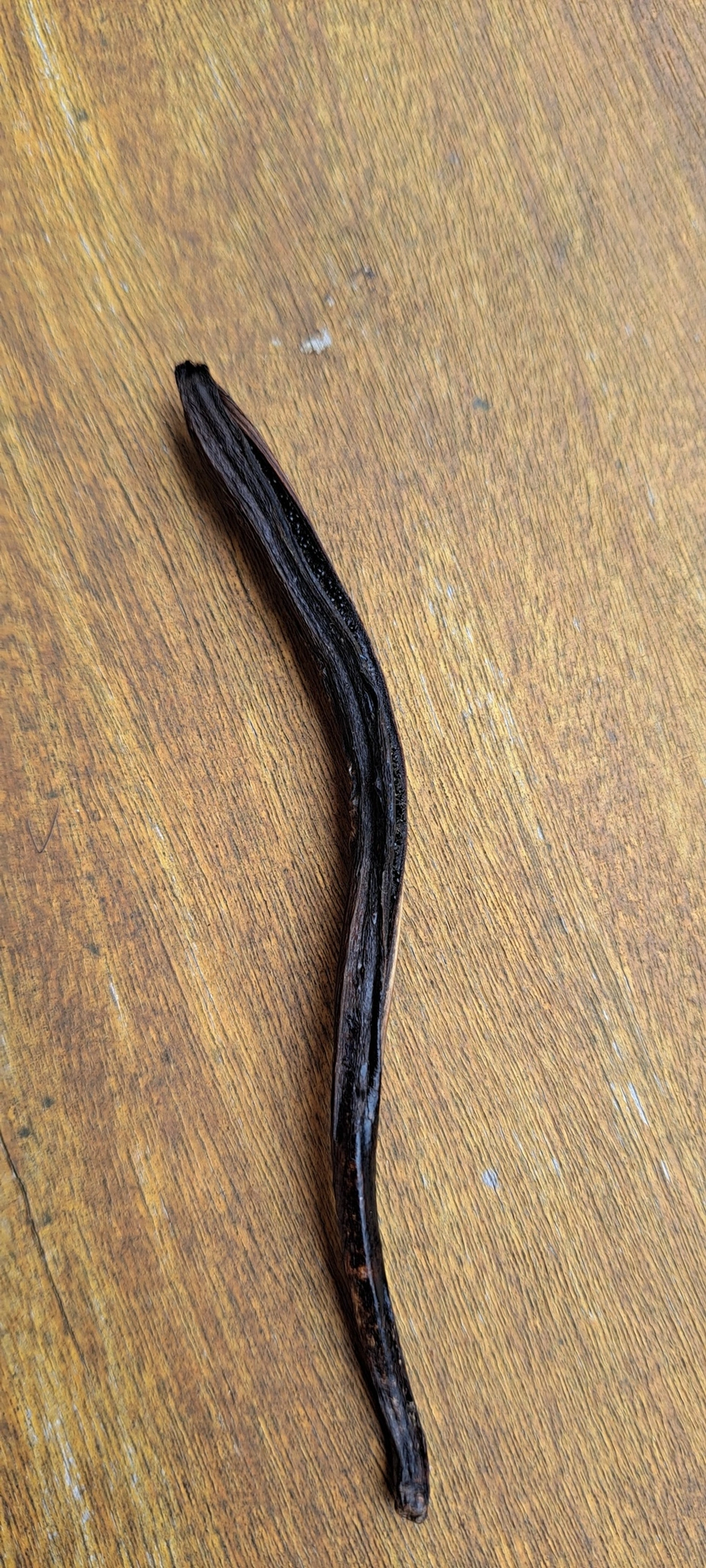 Baunilha (Vanilla arcuata), plantas, fotografado em Maresias, São Sebastião