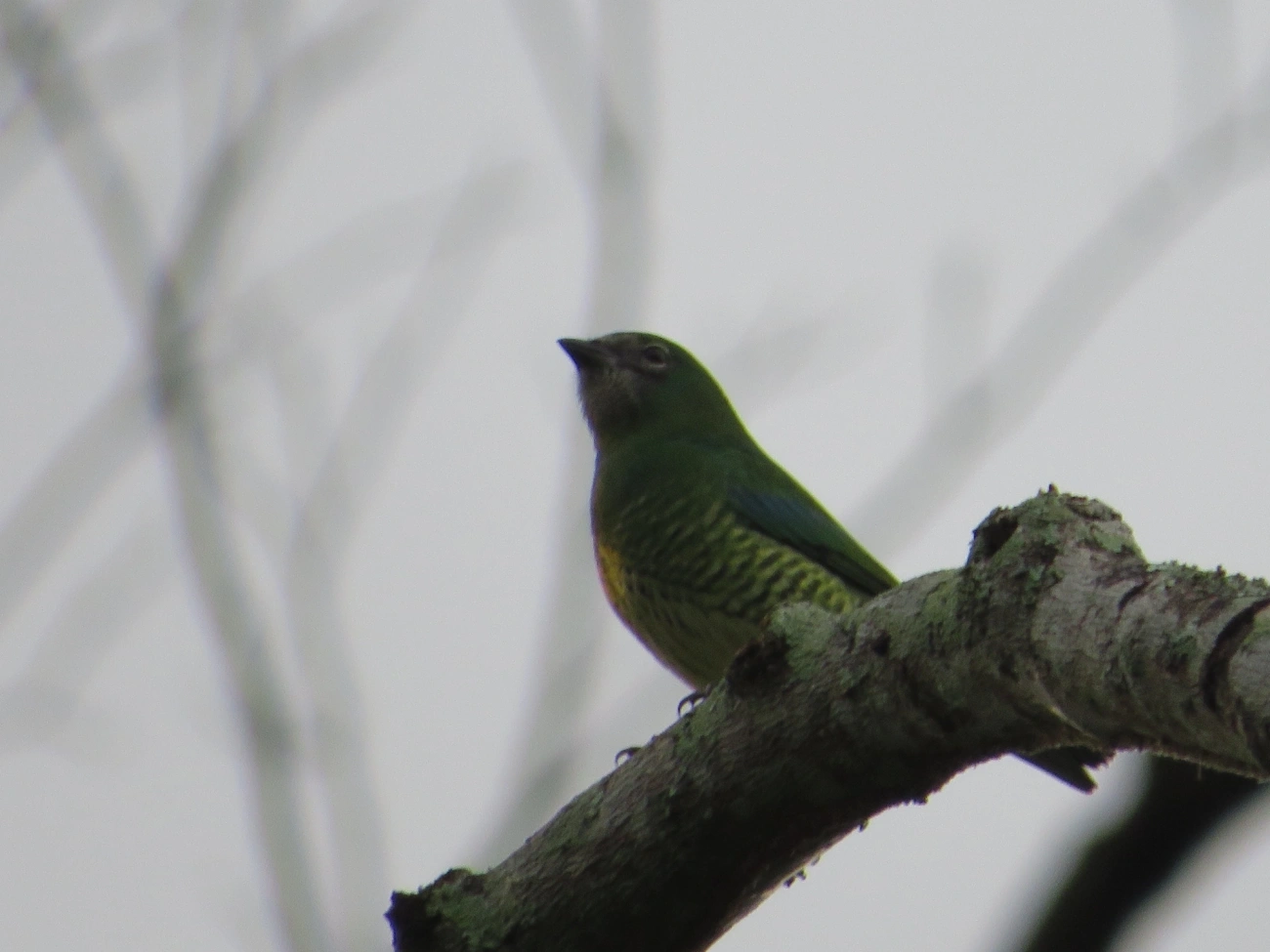 Saí-andorinha (Tersina viridis), aves, fotografado em Maresias, São Sebastião