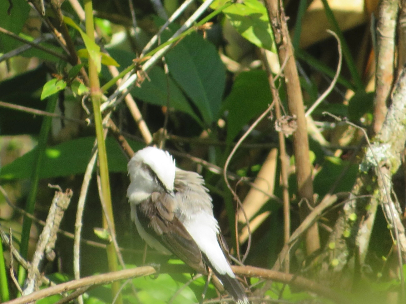 Lavadeira-mascarada (Fluvicola nengeta), aves, fotografado em Maresias, São Sebastião