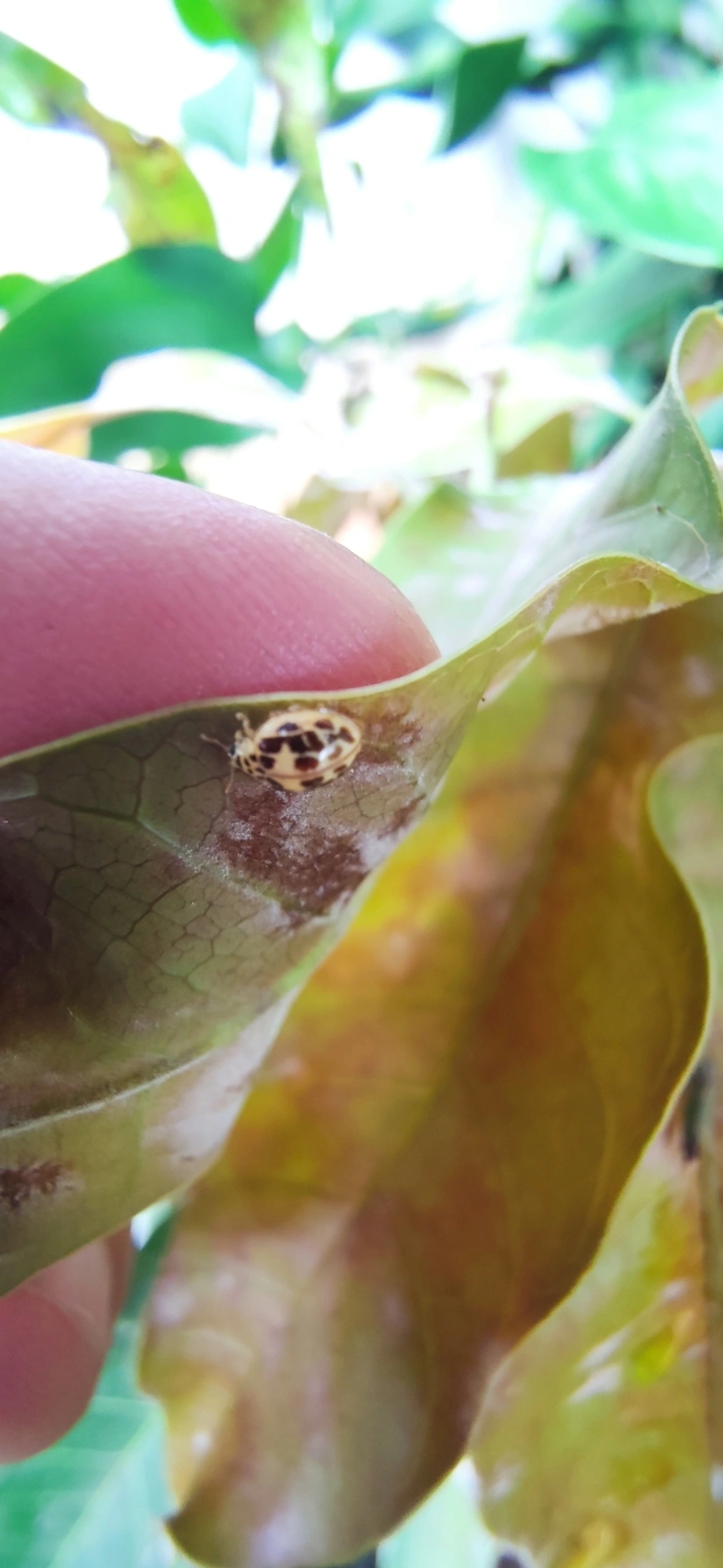 Joaninha-do-oídio (Psyllobora confluens), insetos, fotografado em Bela Vista, São Paulo