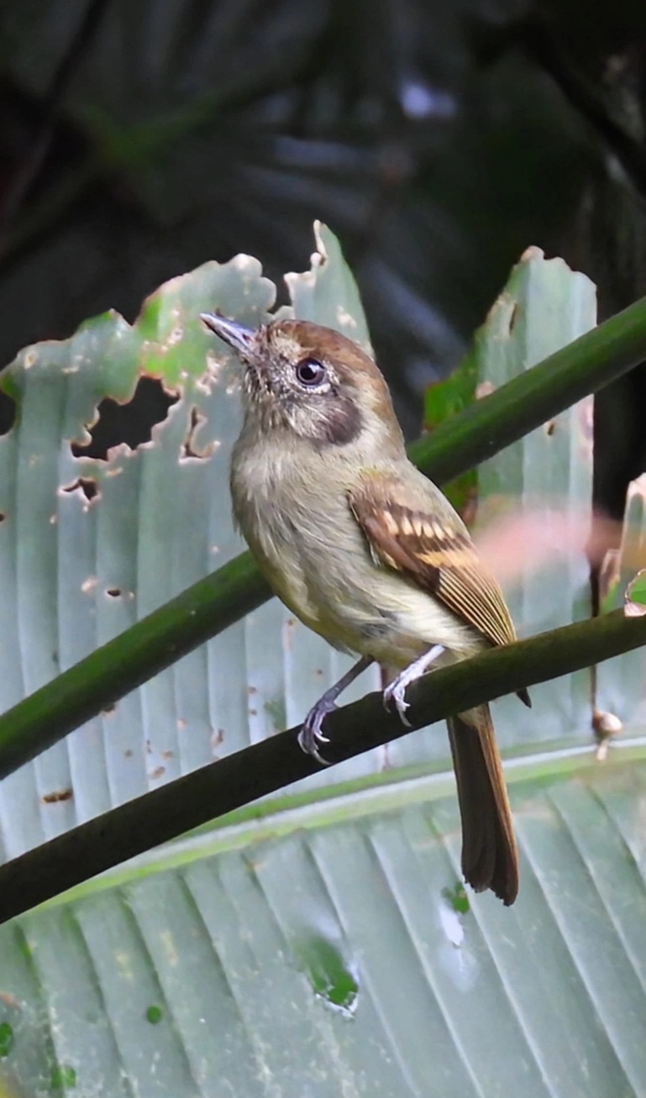 Cabeçudo (Leptopogon amaurocephalus), aves, fotografado em Maresias, São Sebastião