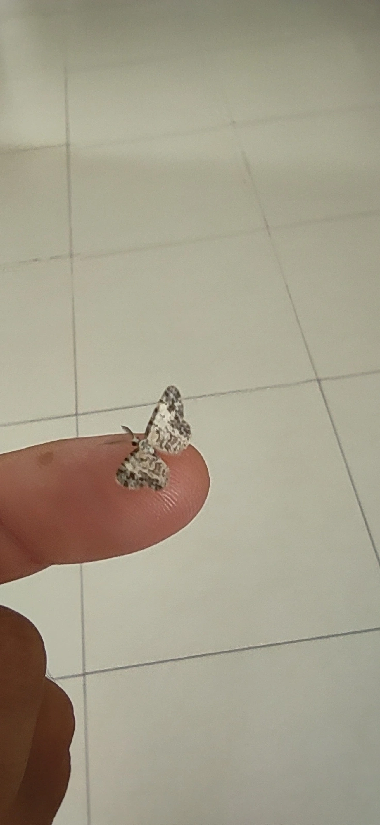 Mede-palmos (Geometridae), insetos, fotografado em Maresias, São Sebastião