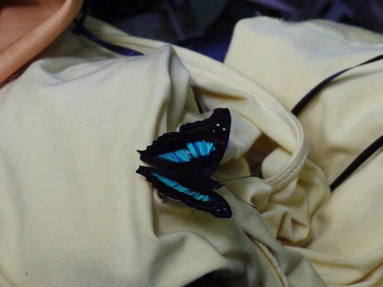 Mal Casados (Doxocopa laurentia), insetos, fotografado em Cabreúva