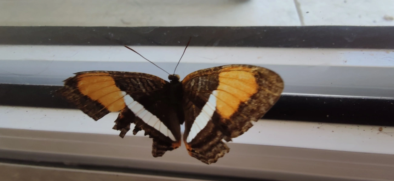 Irmã-de-faixa-lisa (Adelpha cytherea), insetos, fotografado em Maresias, São Sebastião