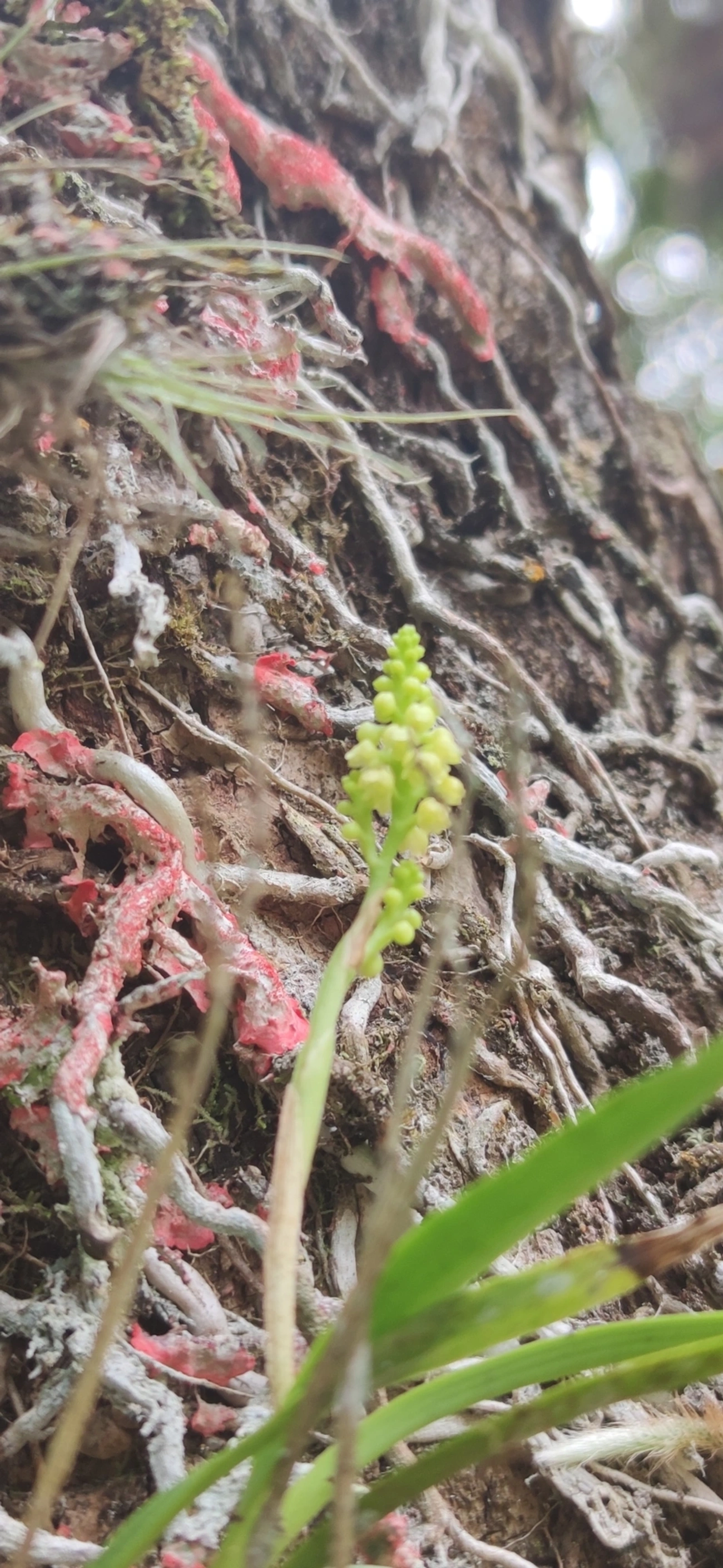 Polystachya, plantas, fotografado em Maresias, São Sebastião