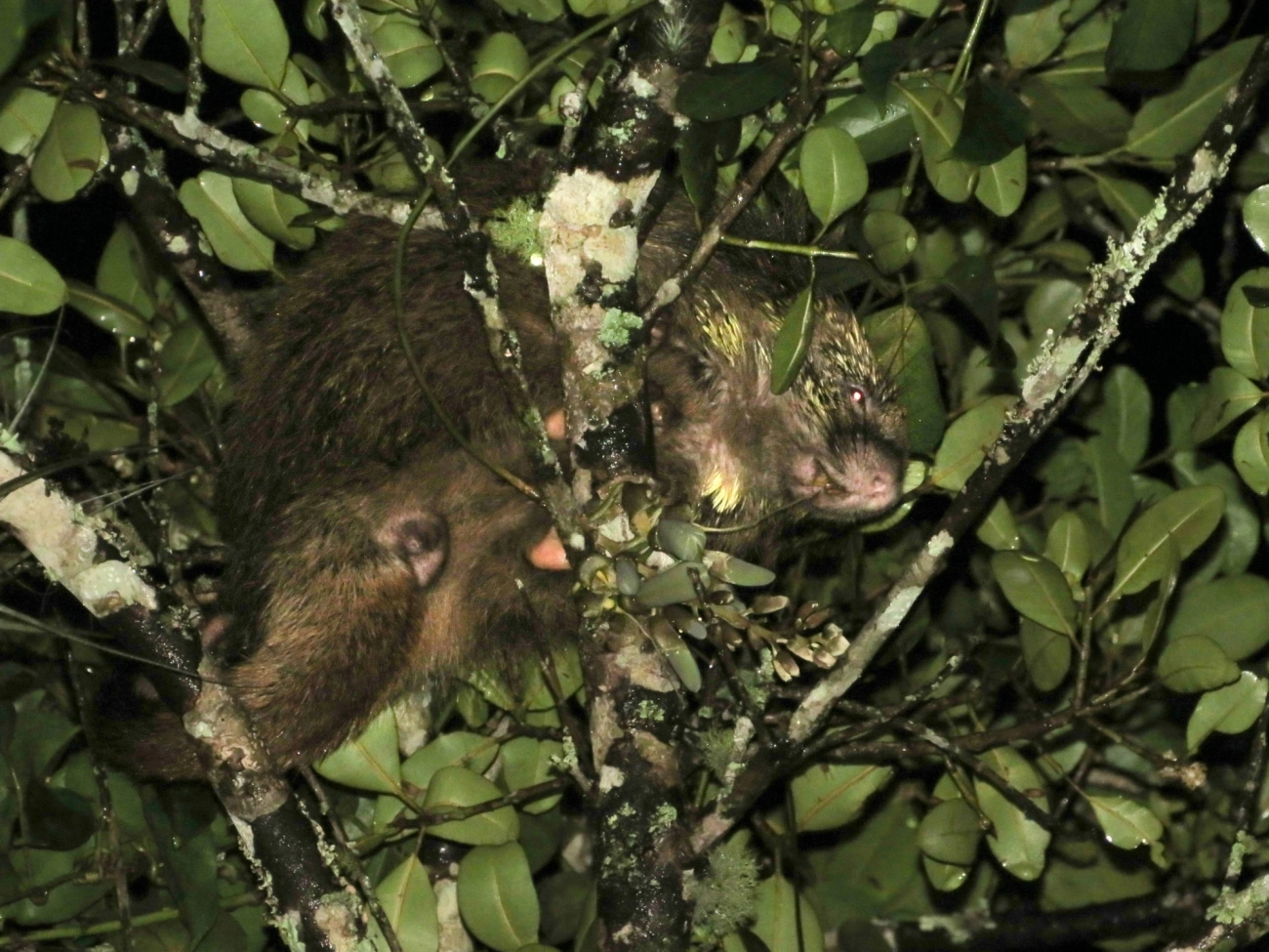 Coandu-alaranjado (Coendou spinosus), mamíferos, fotografado em Maresias, São Sebastião