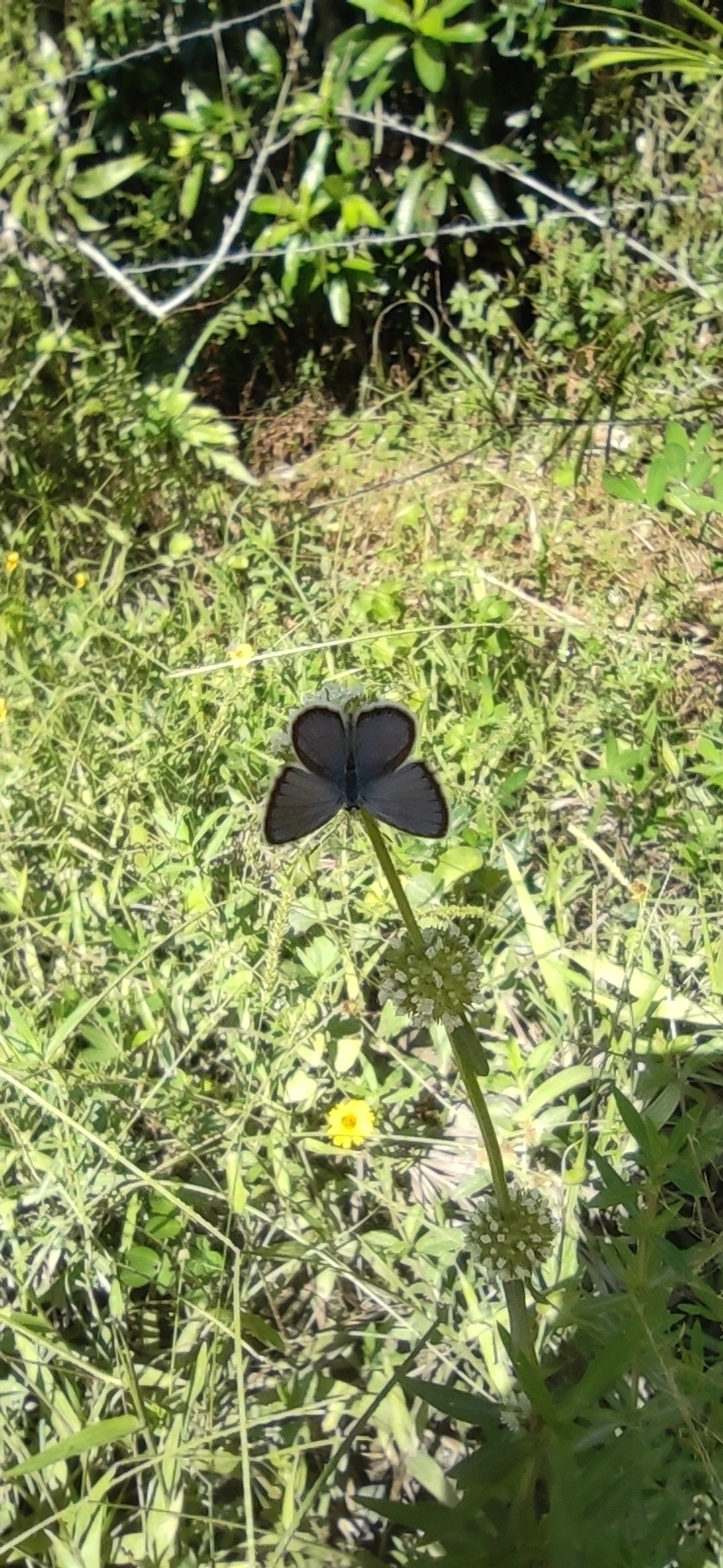 Borboleta-azulzinha-do-trevo (Hemiargus hanno), insetos, fotografado em Maresias, São Sebastião