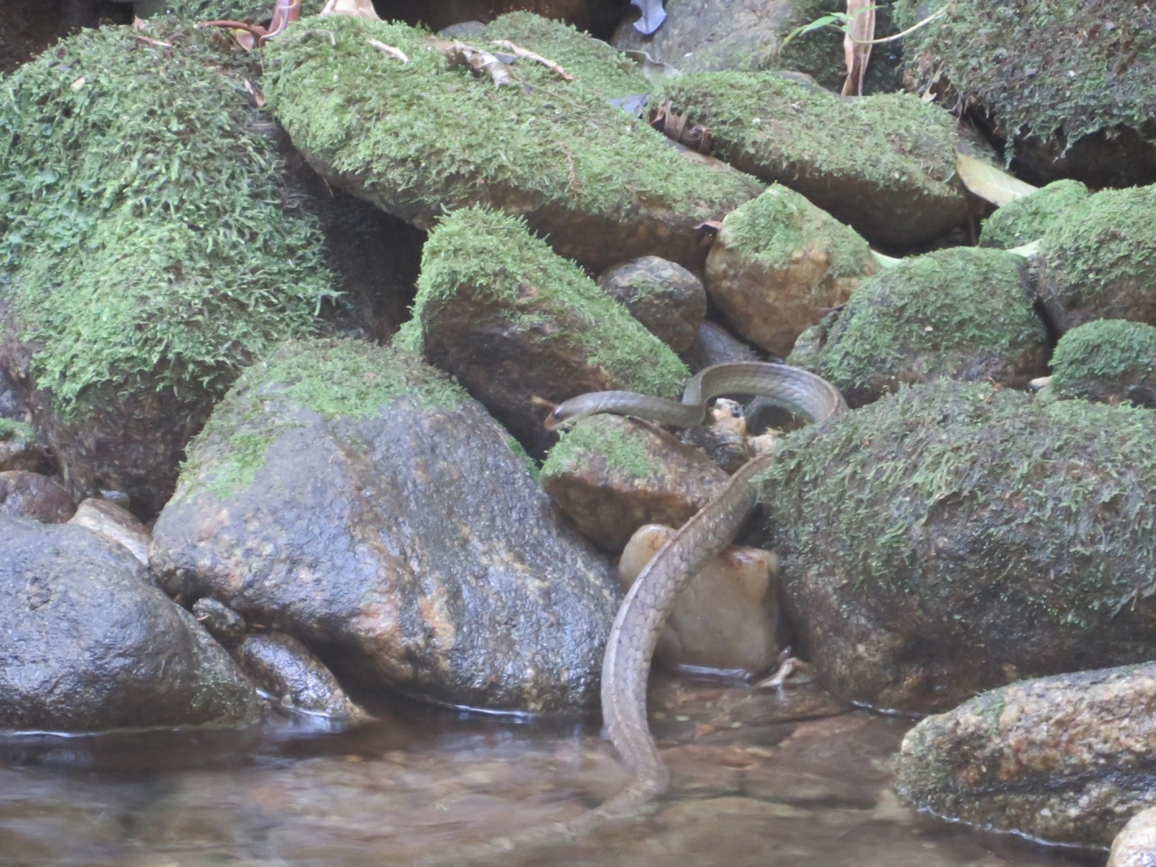 Urupiagara (Chironius fuscus), répteis, fotografado em Maresias, São Sebastião