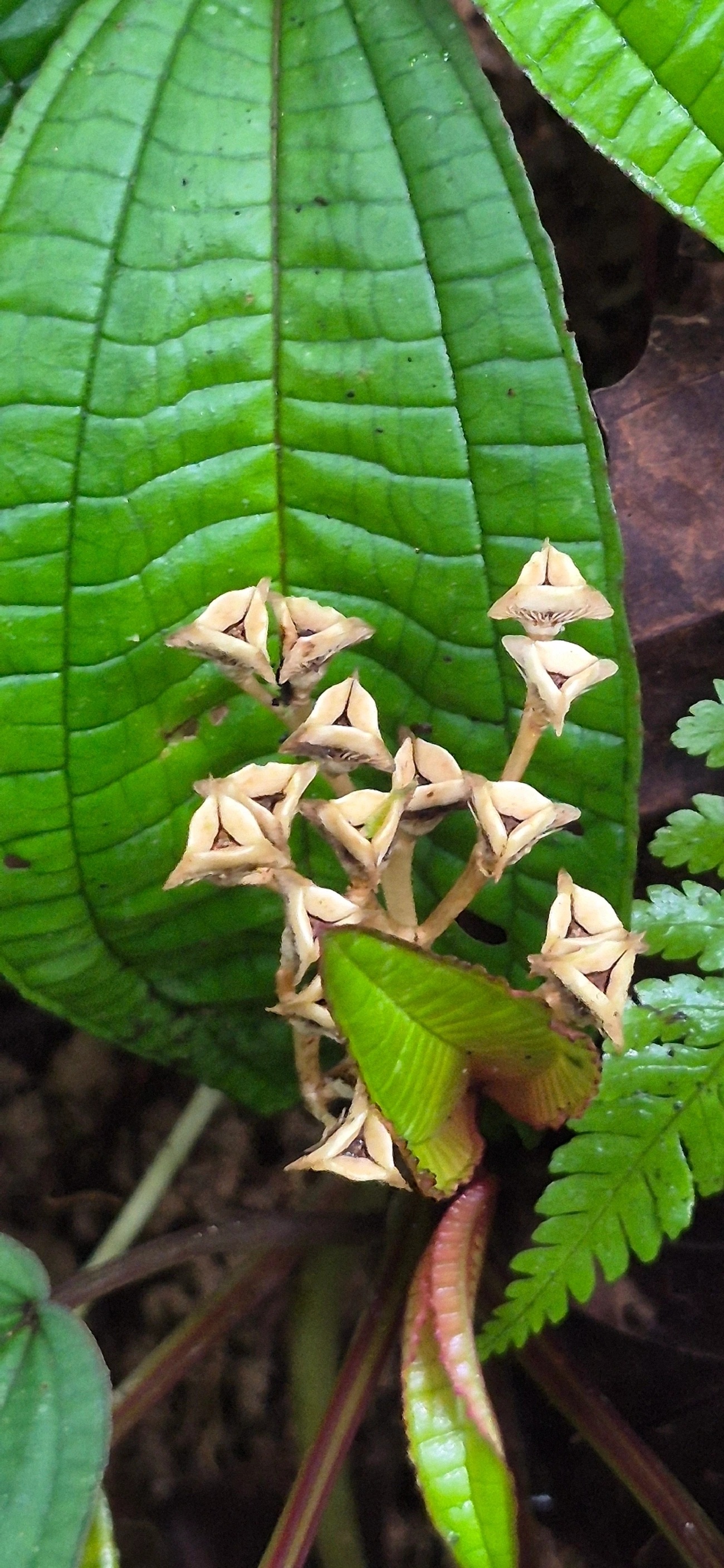 Bertolonia mosenii, plantas, fotografado em Camburí, São Sebastião