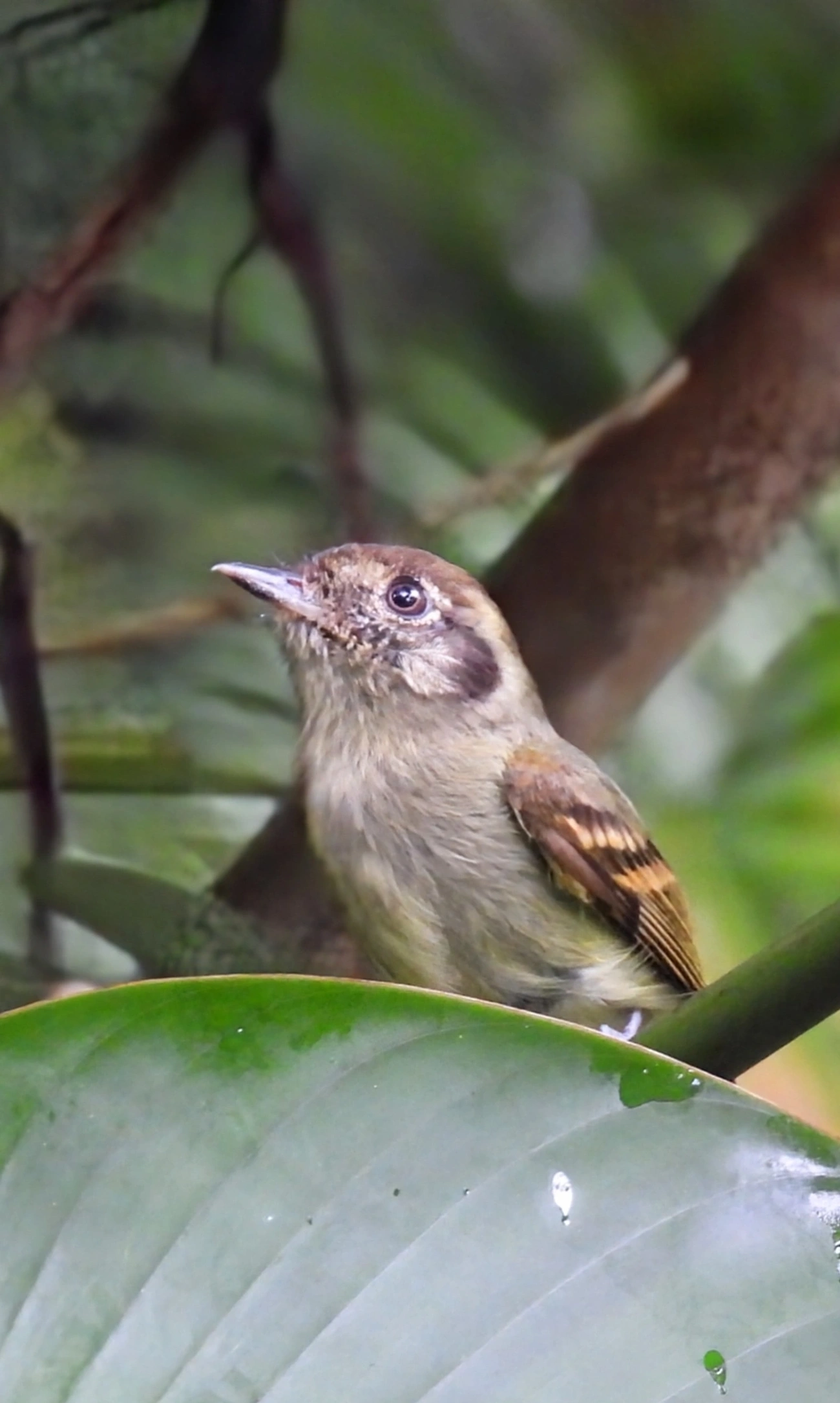 Cabeçudo (Leptopogon amaurocephalus), aves, fotografado em Maresias, São Sebastião