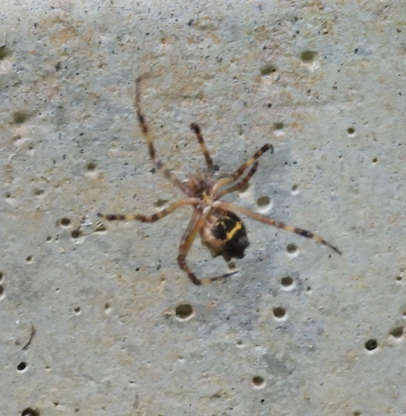 Aranha-de-prata (Argiope argentata), aracnídeos, fotografado em Guararema