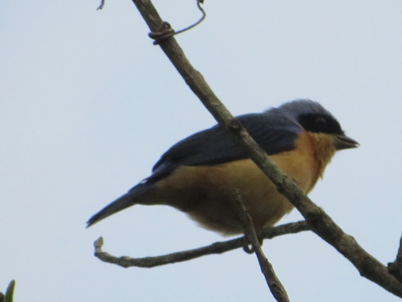 Saíra-Viúva (Pipraeidea melanonota), aves, fotografado em Maresias, São Sebastião