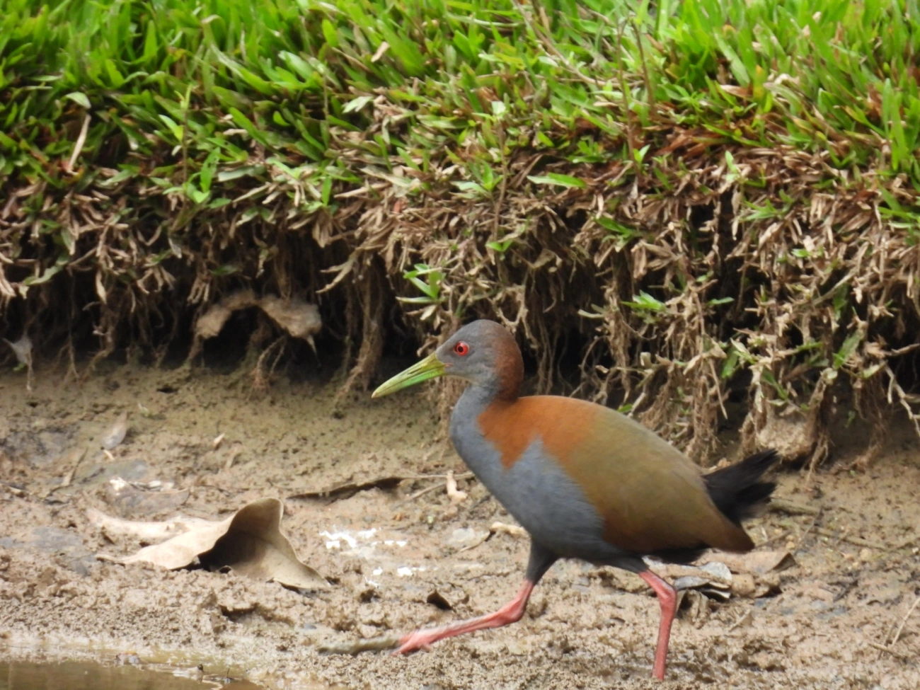 Saracura-do-mato (Aramides saracura), aves, fotografado em Santa Isabel