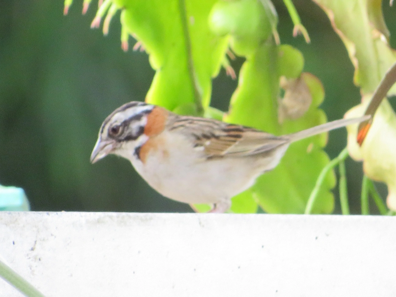 Tico-tico (Zonotrichia capensis), aves, fotografado em Maresias, São Sebastião