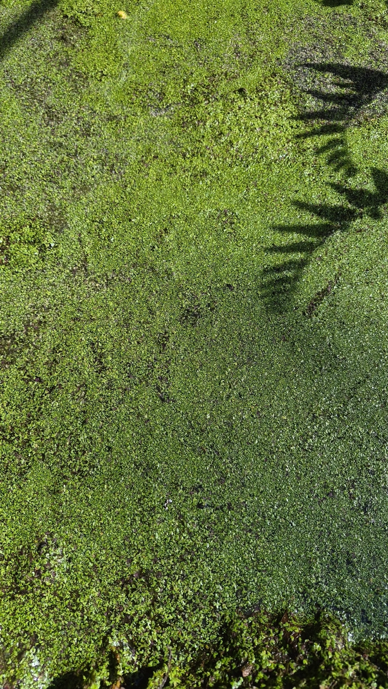 Lentilha-d'água (Landoltia punctata), plantas, fotografado em Maresias, São Sebastião