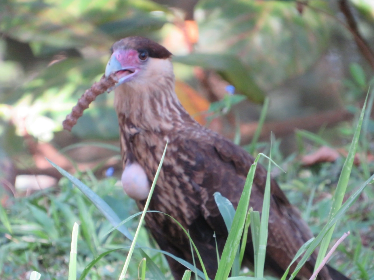Carcará (Caracara plancus), aves, fotografado em Indaiá, Caraguatatuba