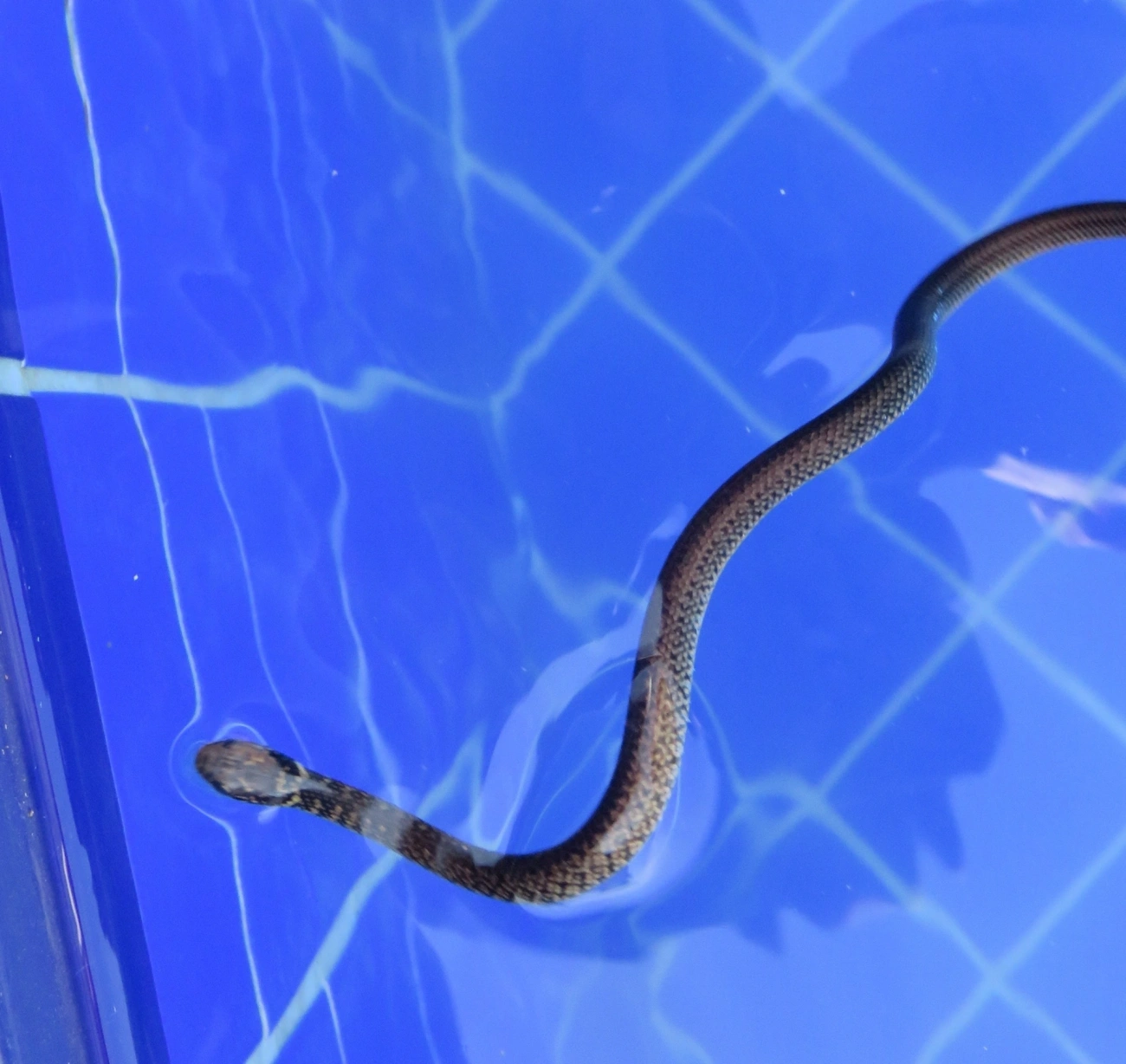 Cobra-d’água-comum (Erythrolamprus miliaris), répteis, fotografado em Maresias, São Sebastião