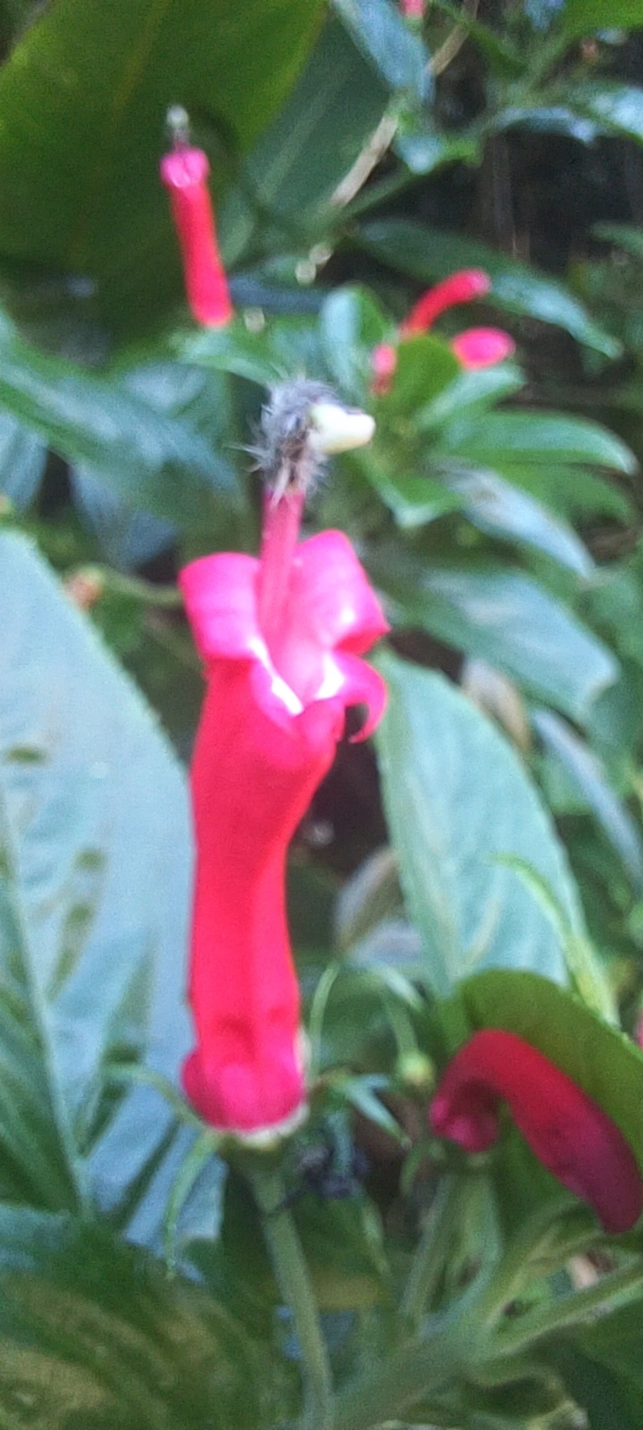 Centropogon cornutus, plantas, fotografado em Maresias, São Sebastião