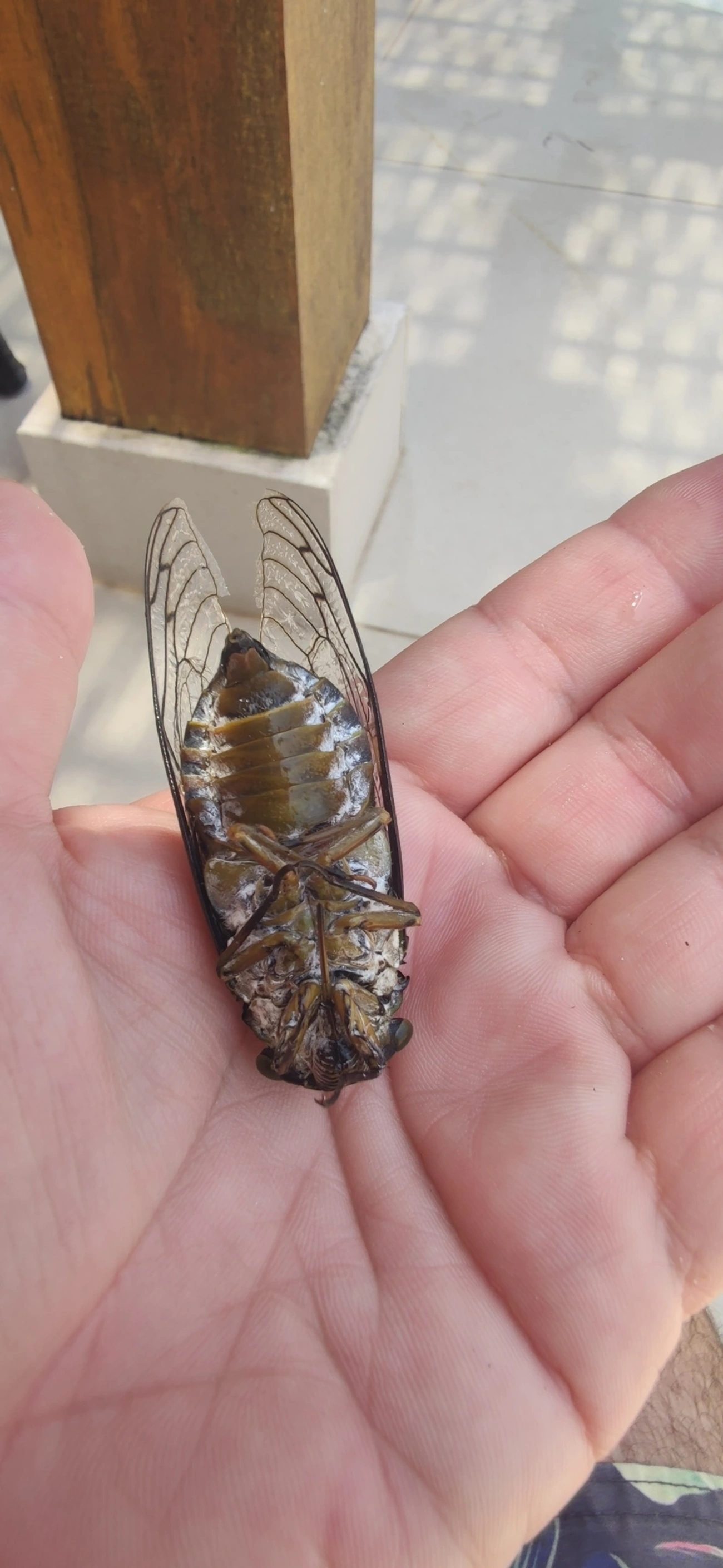 Cigarra-gigante (Quesada gigas), insetos, fotografado em Maresias, São Sebastião