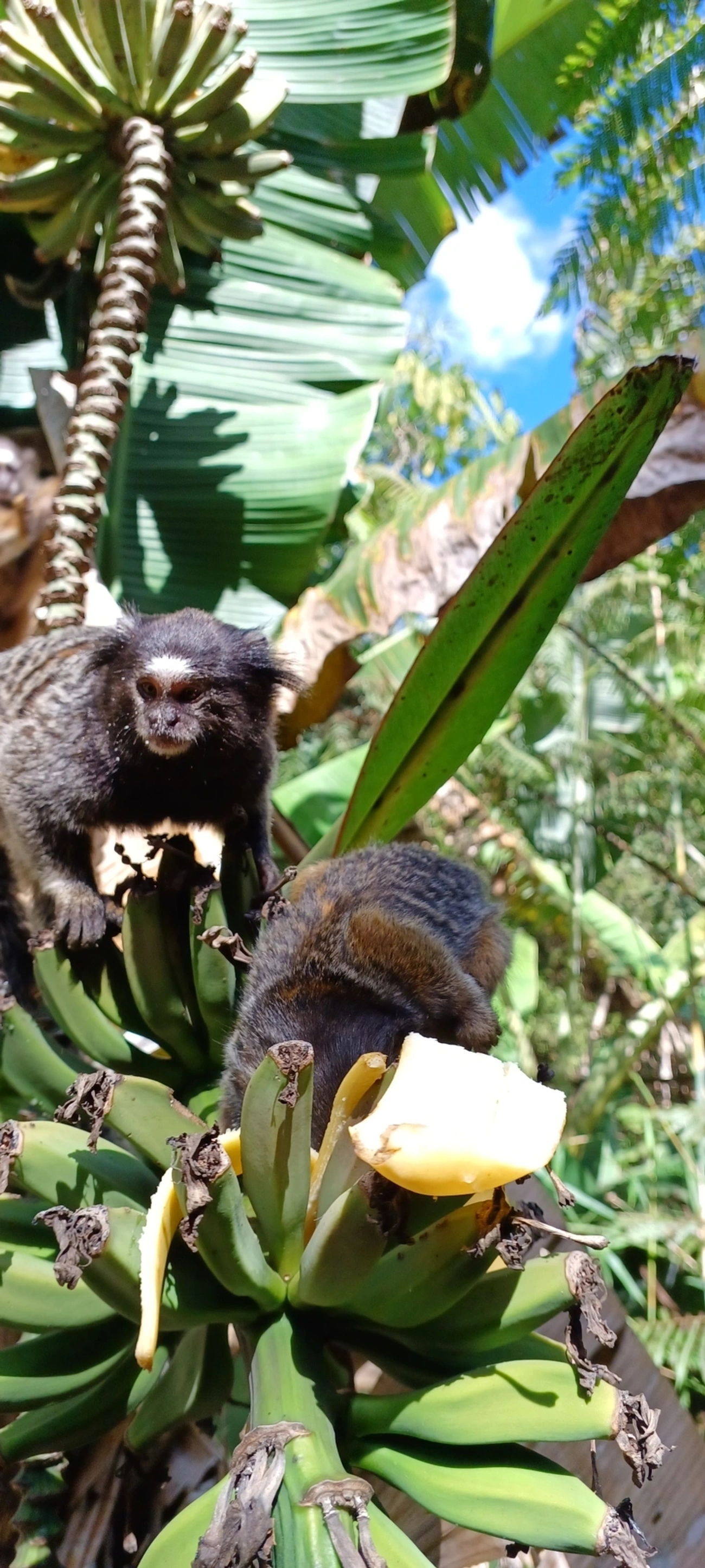 Sagui-de-tufos-brancos × Sagui-de-tufos-pretos (Callithrix jacchus × penicillata), mamíferos, fotografado em Visconde de Mauá
