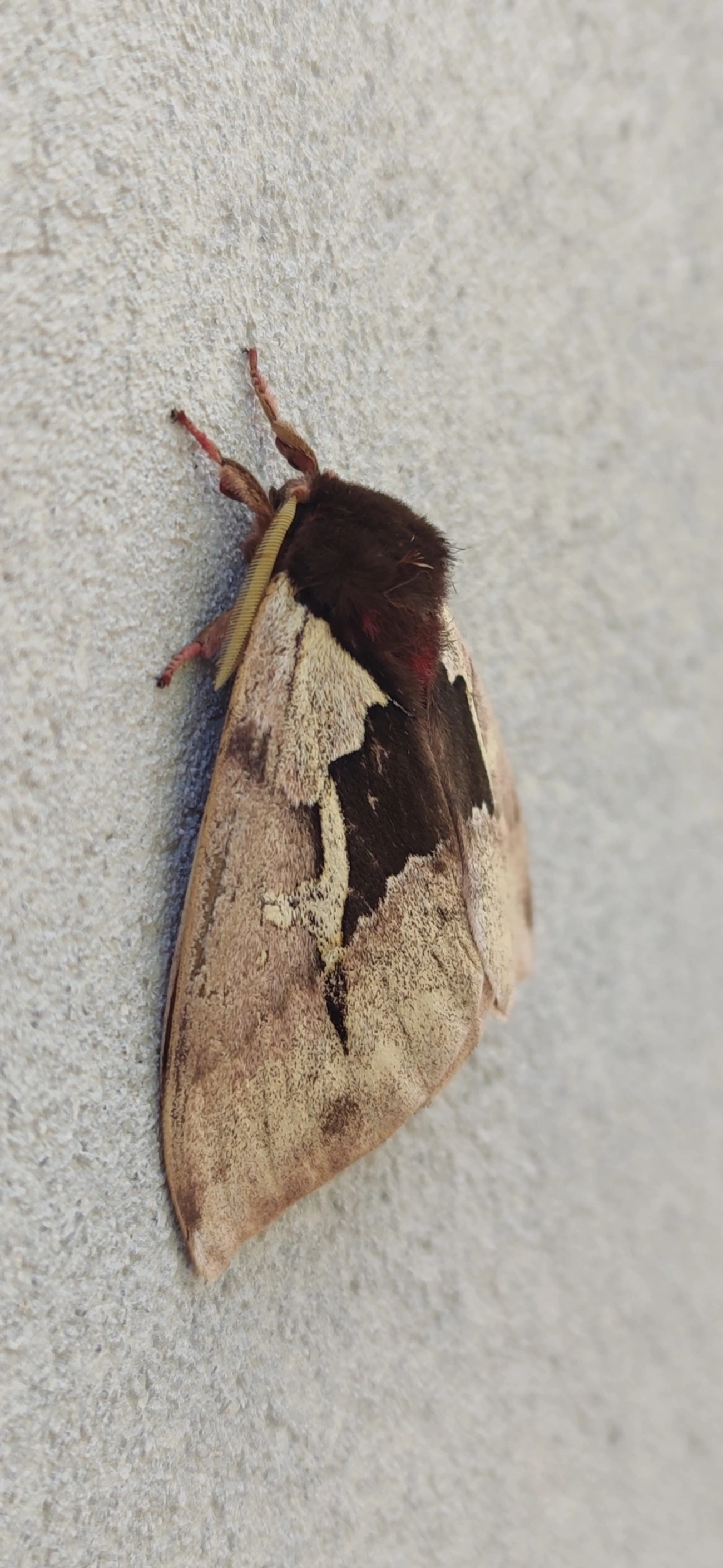 Dirphiopsis multicolor, insetos, fotografado em Camburí, São Sebastião