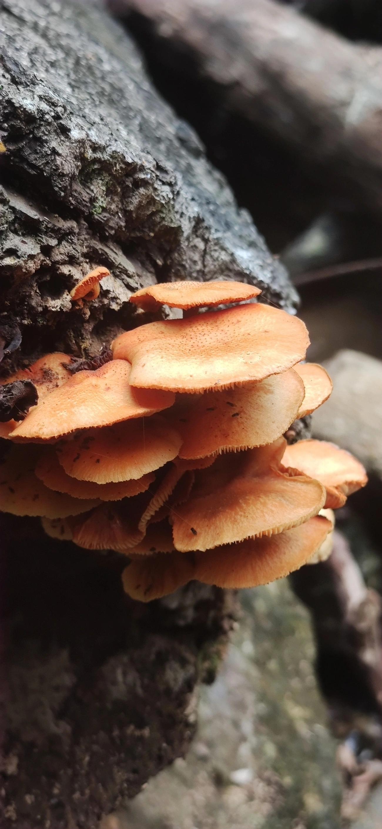 Gymnopilus, fungos, fotografado em Maresias, São Sebastião