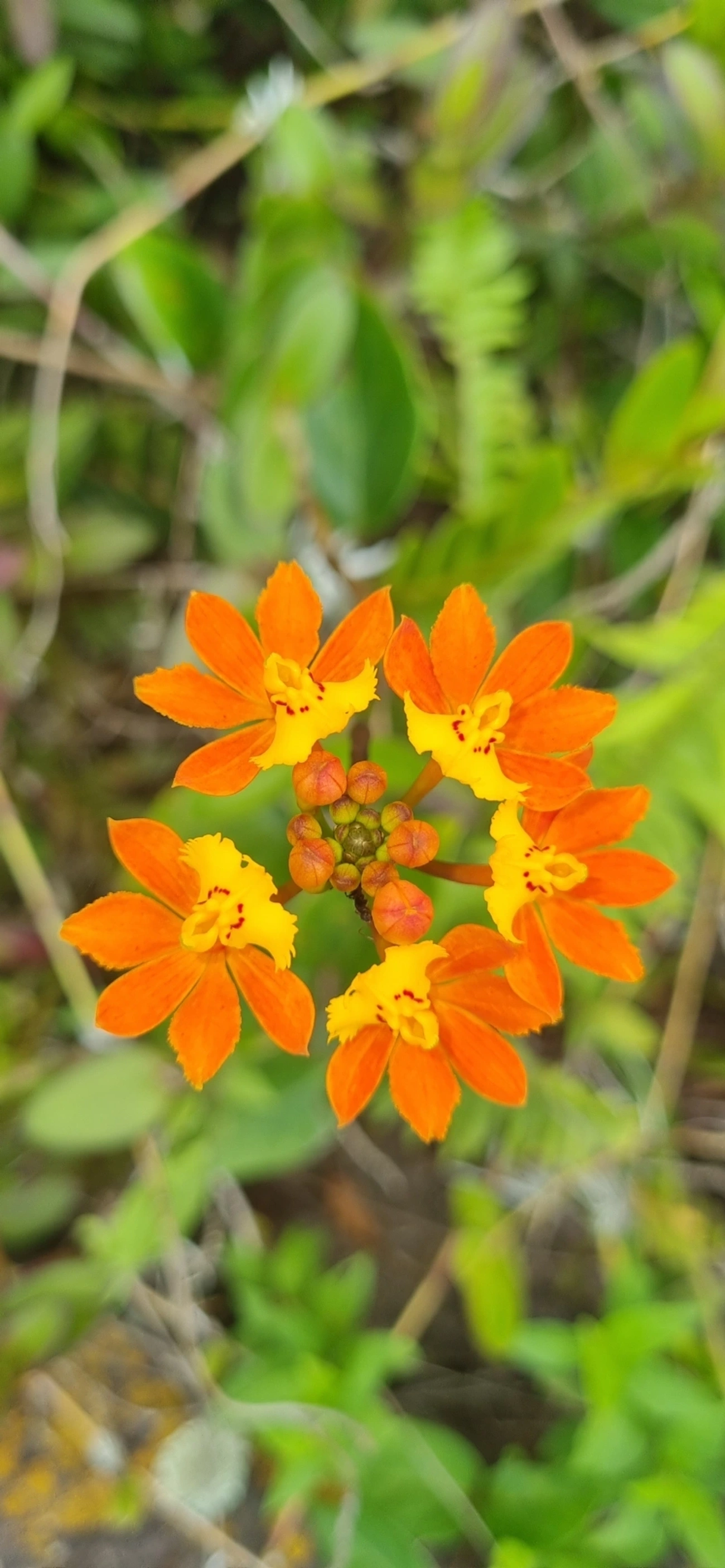 Orquídea-da-Praia (Epidendrum fulgens), plantas, fotografado em Toque-Toque Grande, São Sebastião